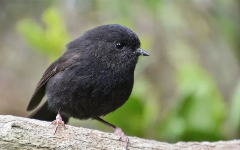 Do you have a passion for native birds?

Positive news with #candokiwis 

Black robin bucks shy tag to take Bird of the Year 2026. The diminutive karure black robin has won Bird of the Year. The kākāpō came second, leaving the kārearea in third place