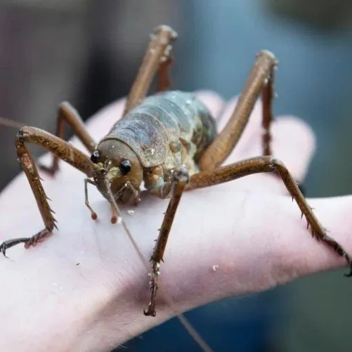 Do you have a passion for wētā?

Positive news with #candokiwis 

Big boom for Wētāpunga population celebrated. New Zealand's heaviest insect has been taking big steps toward a population boom, with the success of a ground-breaking breeding and conse