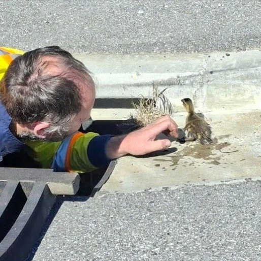 Do you have a passion for helping?

Positive news with #candokiwis 

Ducklings down a drainpipe rescued by contractors in Central Otago

Summary. Roading contractors in Alexandra, Central Otago, came to the rescue when six to eight ducklings became t