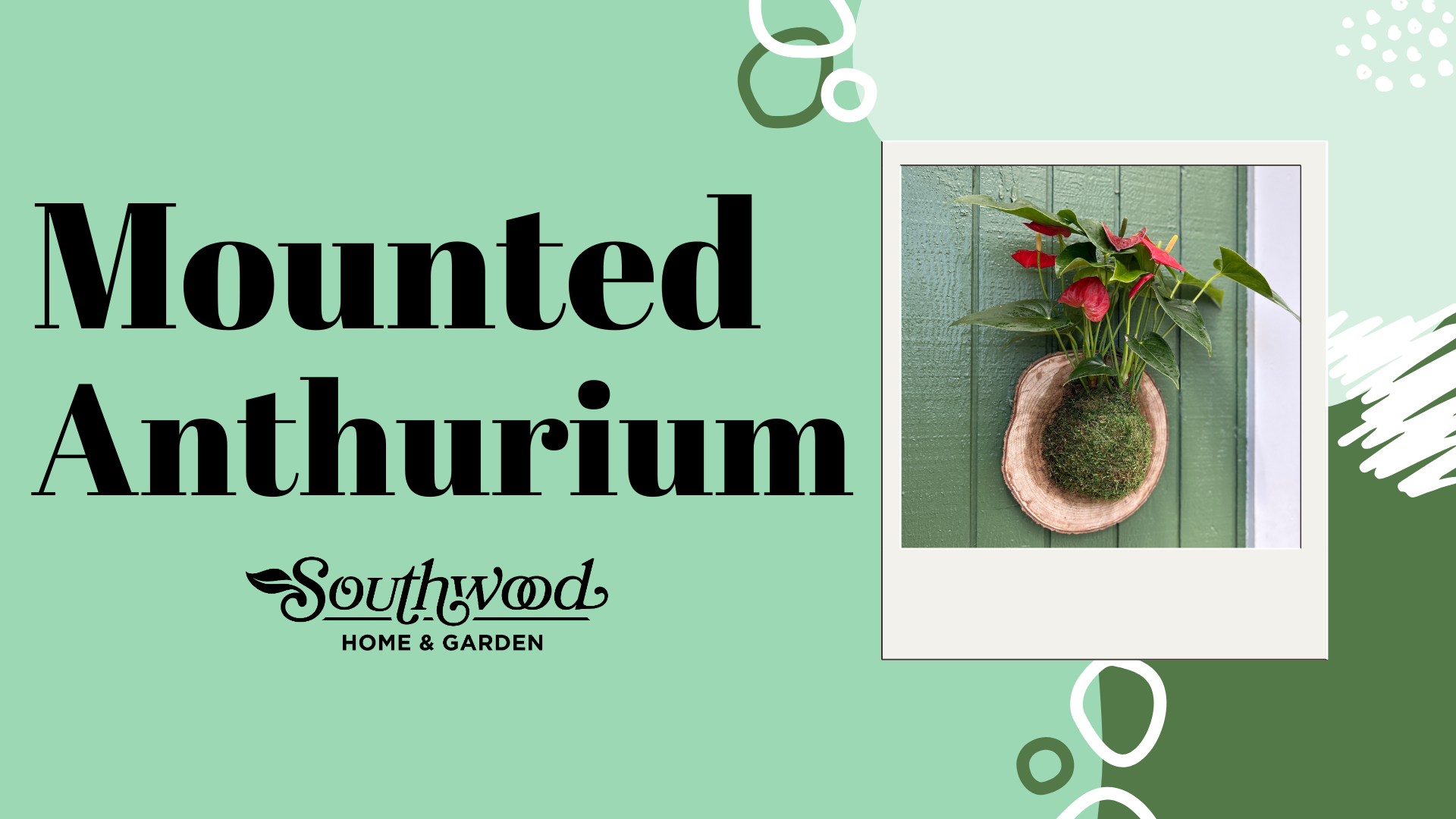 Mounted Anthurium with Southwood Home & Garden