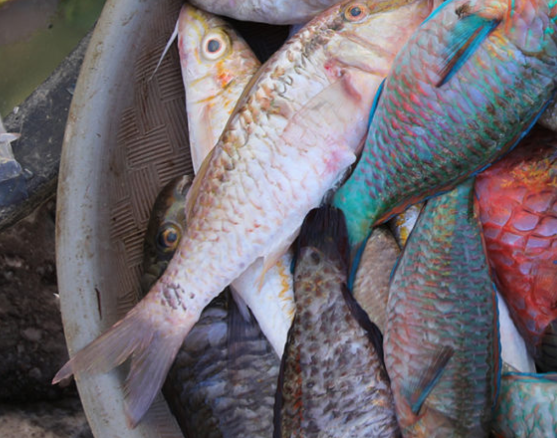 How can Southeast Asia benefit from the new U.S. policy on illegal fishing? (commentary)