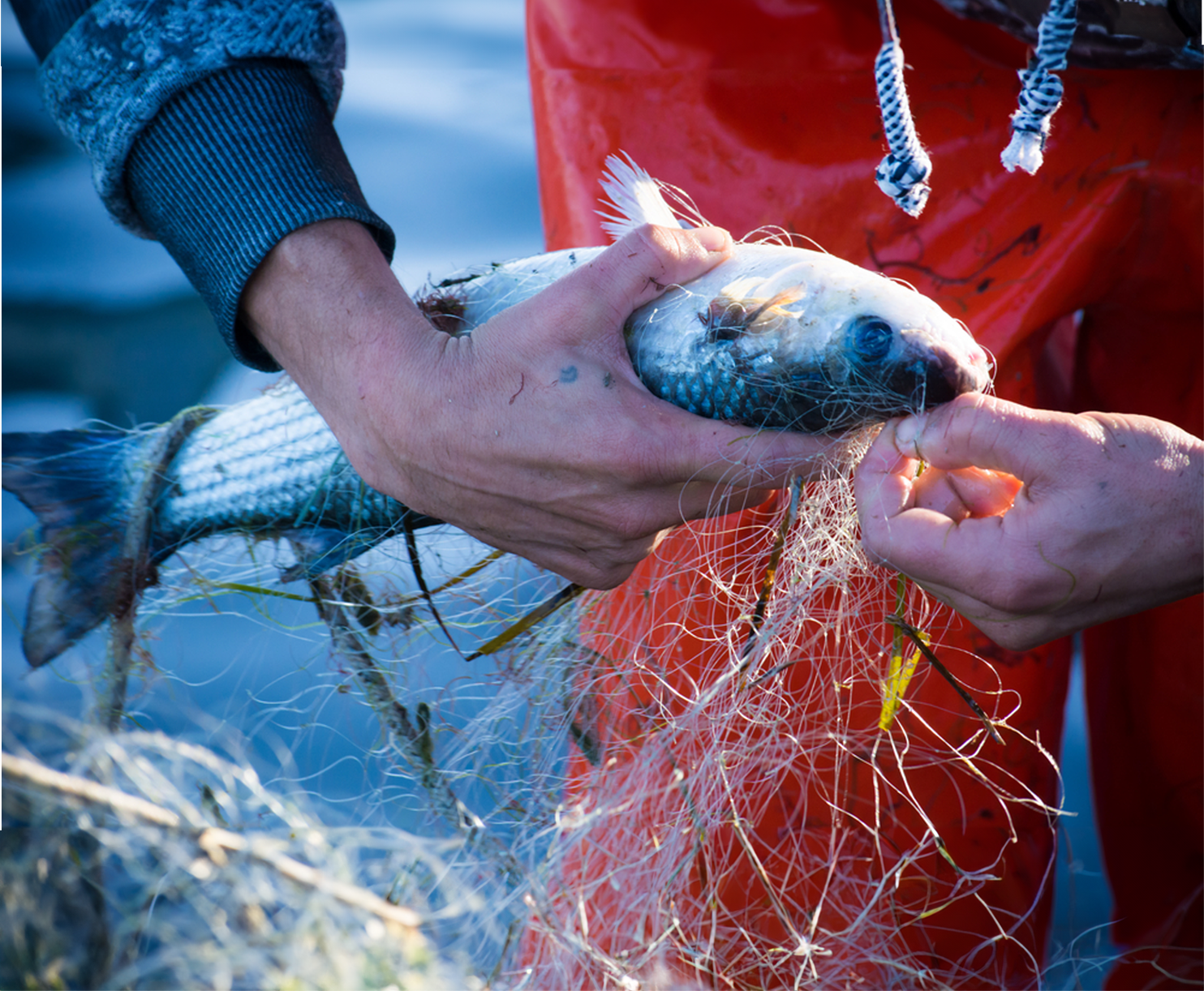 Ocean and Human Health in Southeast Asia: Developing an Innovative Mobile Phone Tool for Monitoring Marine Biodiversity and Human Nutrition in Timor-Leste