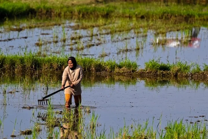 ISEAS Perspective – Decarbonizing Food Systems: Opportunities for a Concerned ASEAN