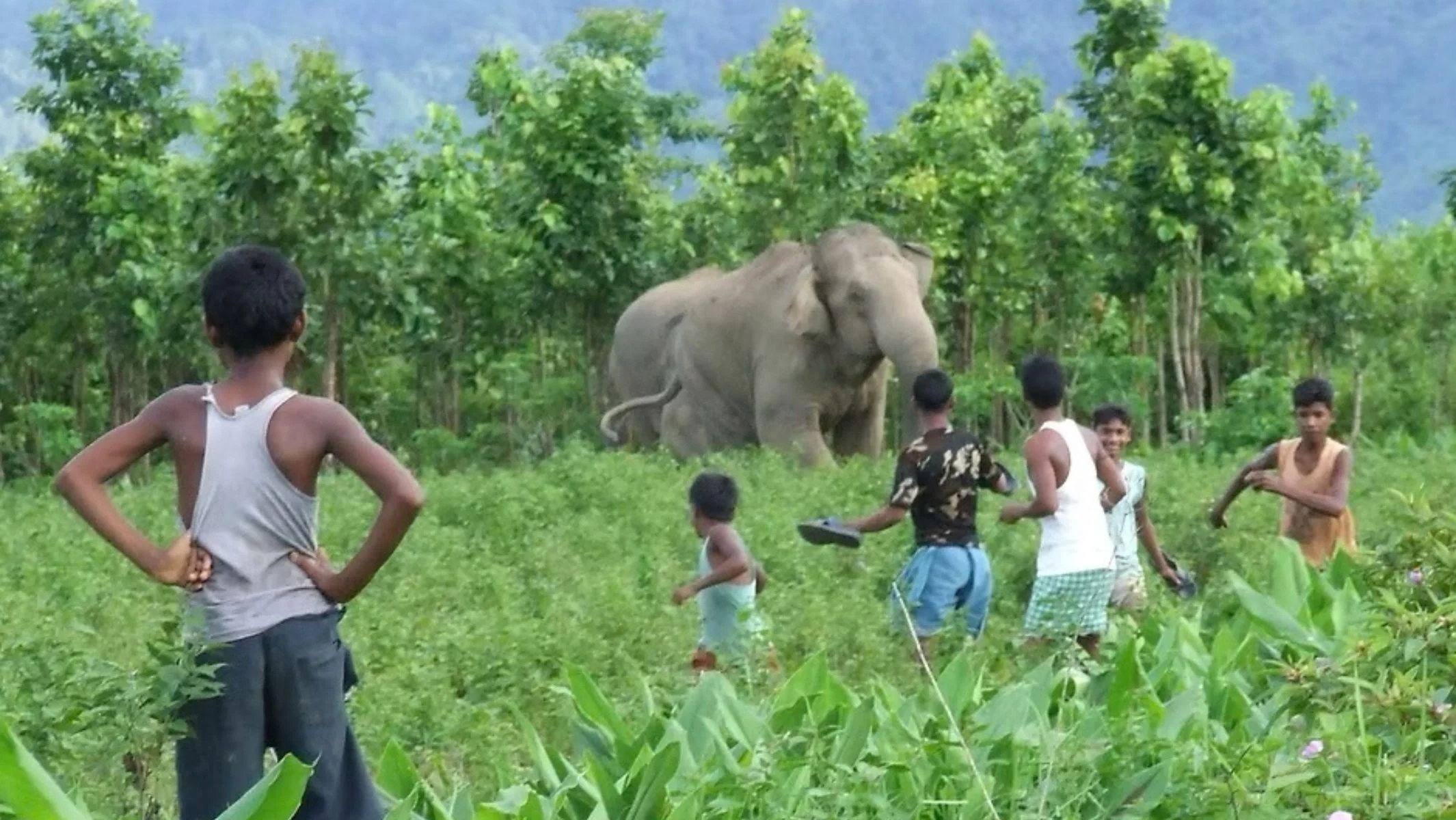 Human-Elephant Relationships in Southeast Asia: Coexistence and Conservation