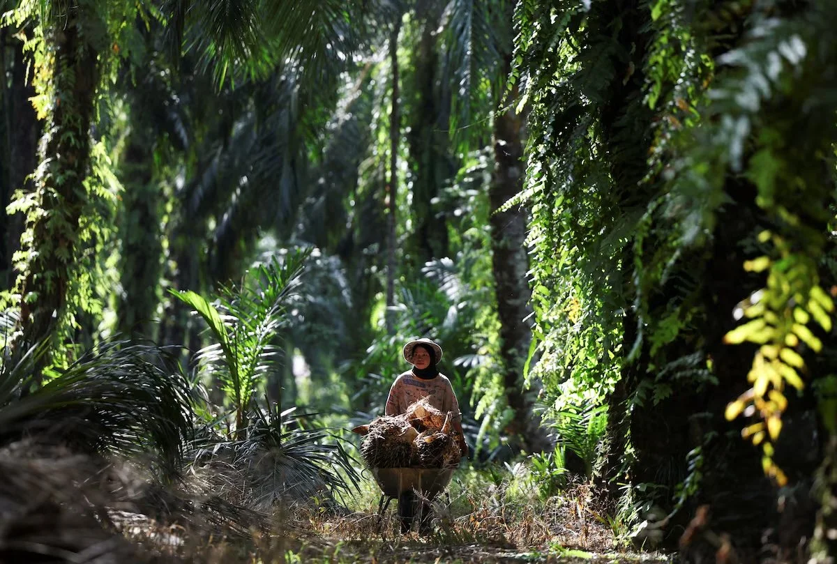 Malaysia’s Palm Oil Paradox