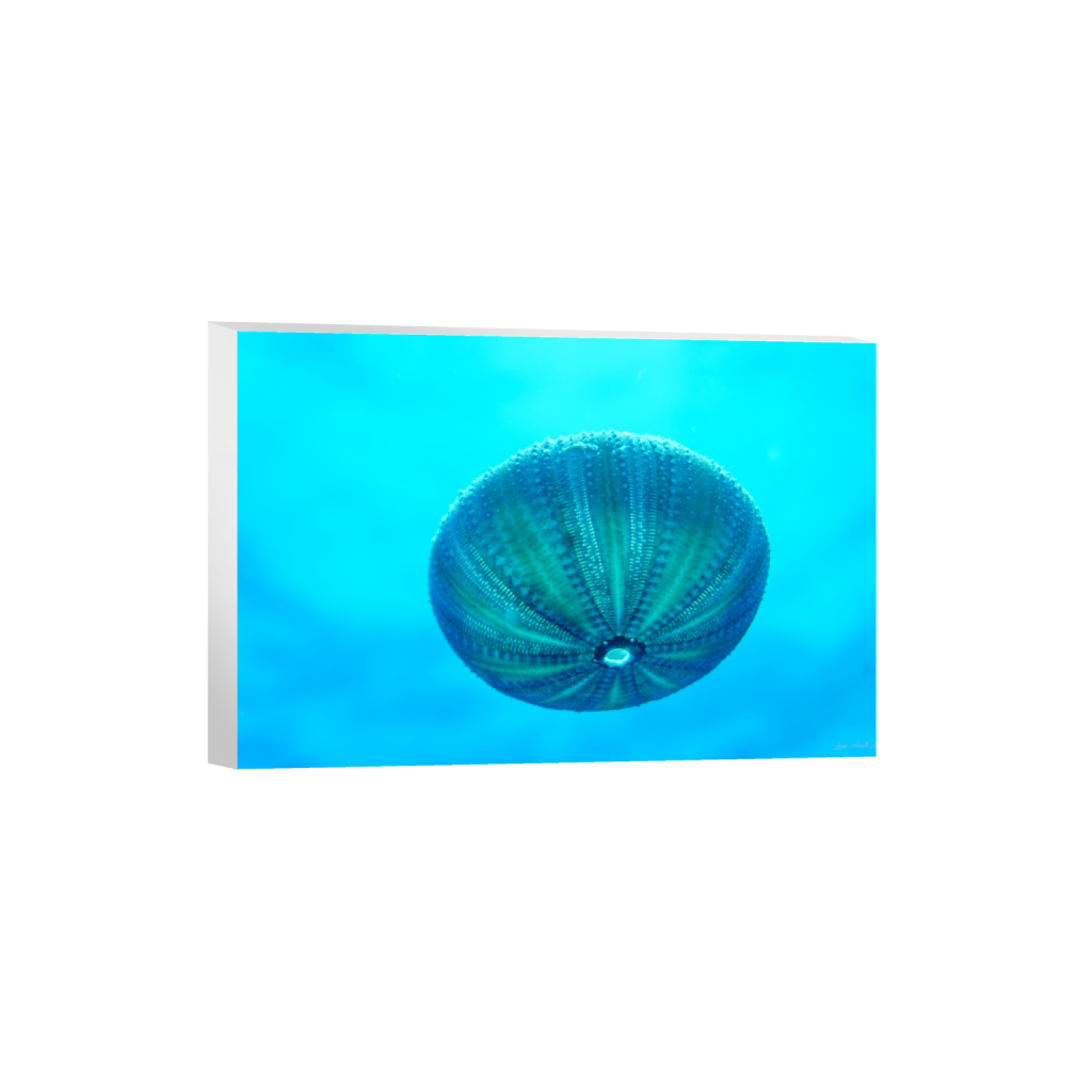 ptq_7_3_0_0_6000_4000_0_false_ffffff_0_0_.png