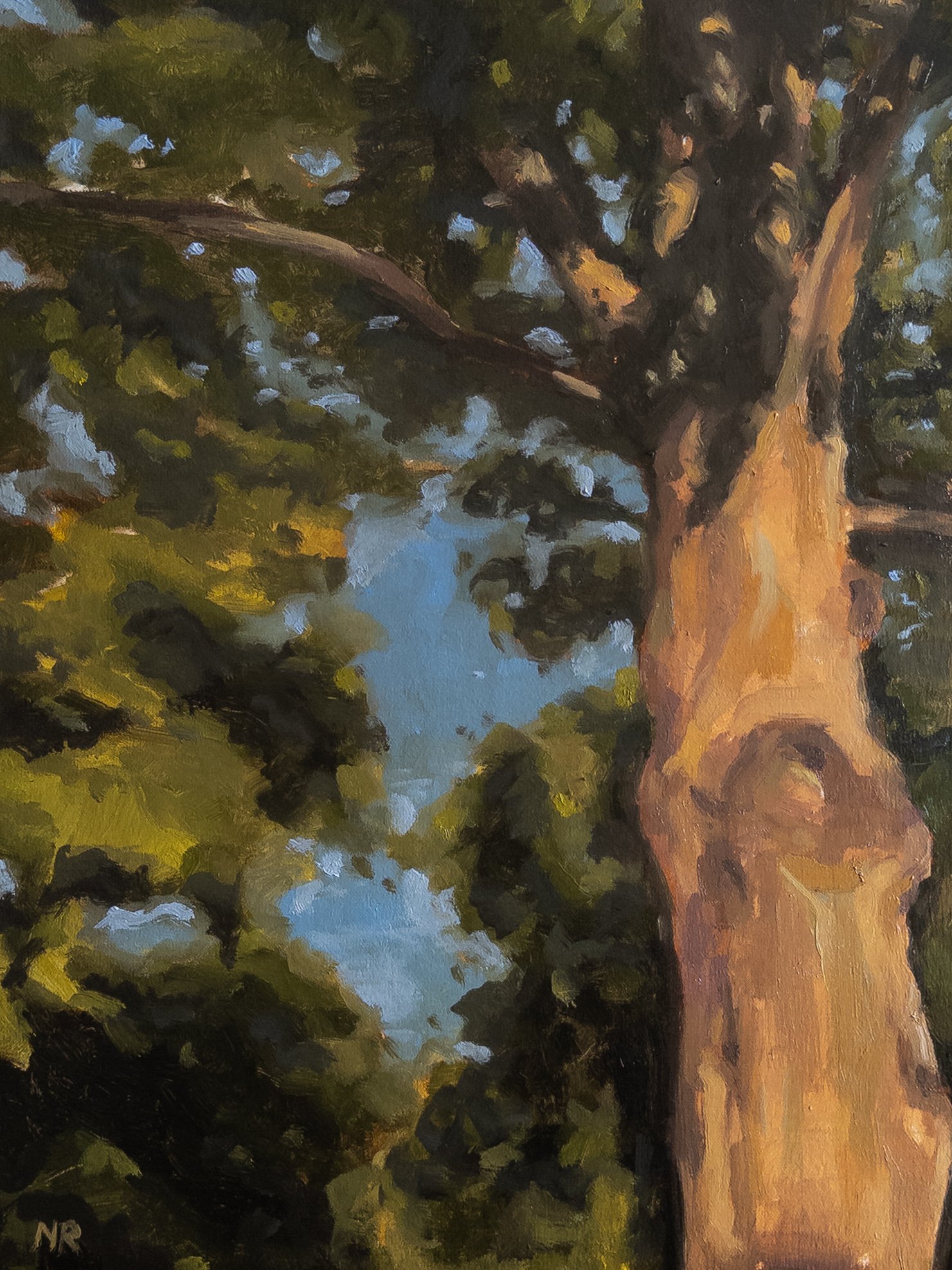 Sycamore... I think