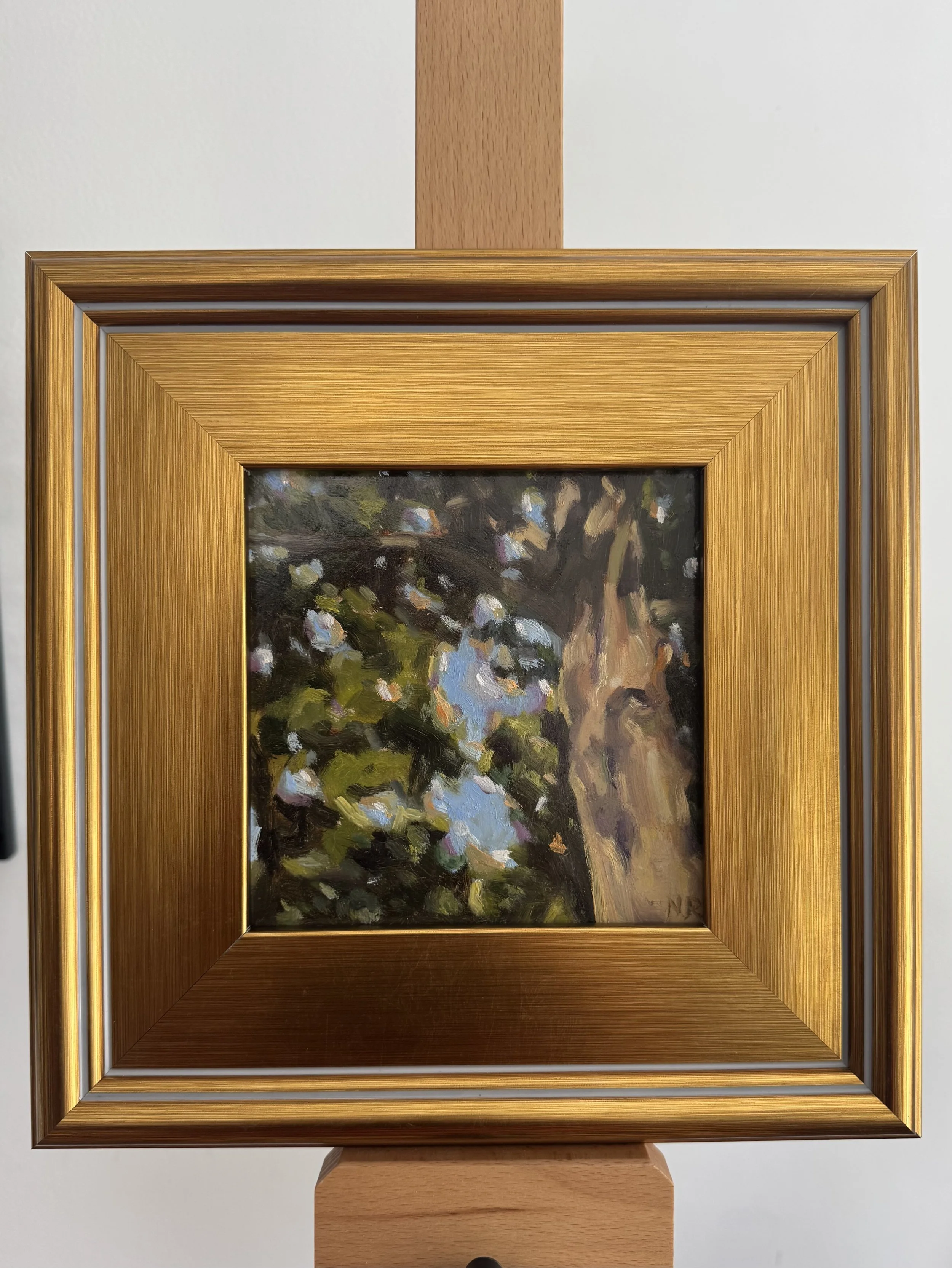 Sycamore - a study