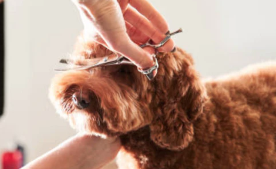 Dog Spa New Jersey - Blueberry Bliss Dog Facial - Face Trimming, Dog Butt Trimming