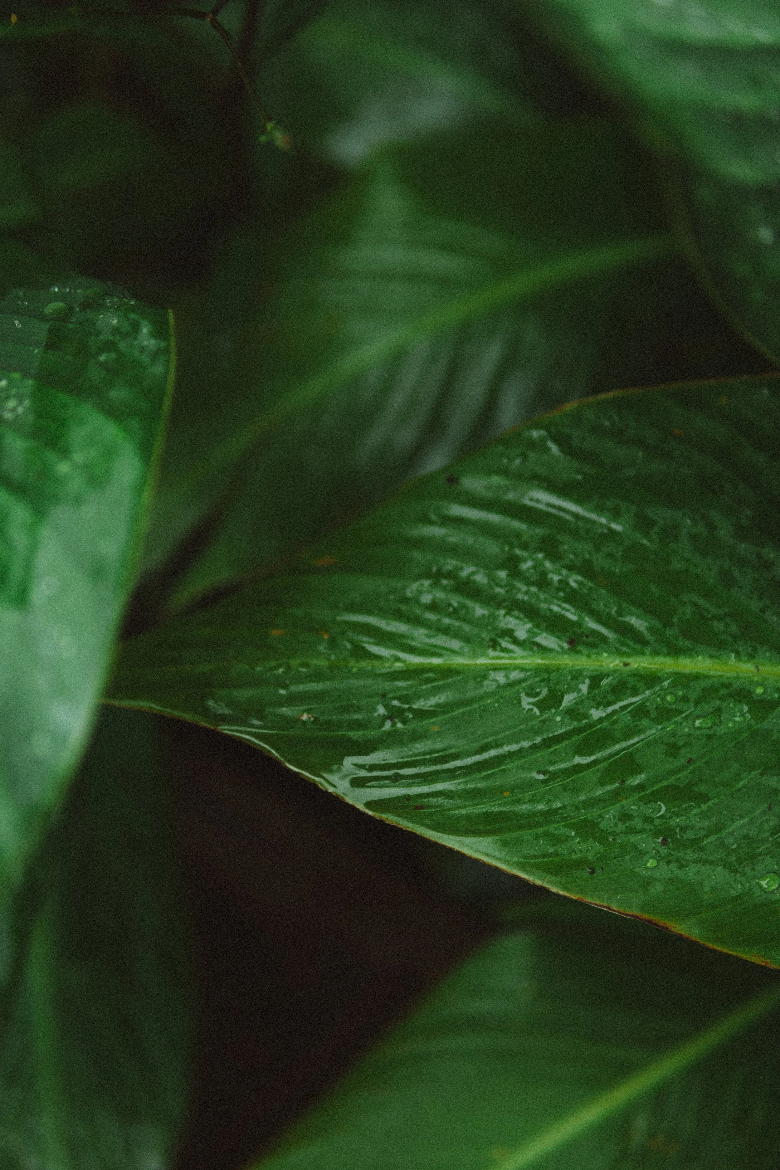 TDC x Vieques x Finca Victoria (89 of 261).jpg