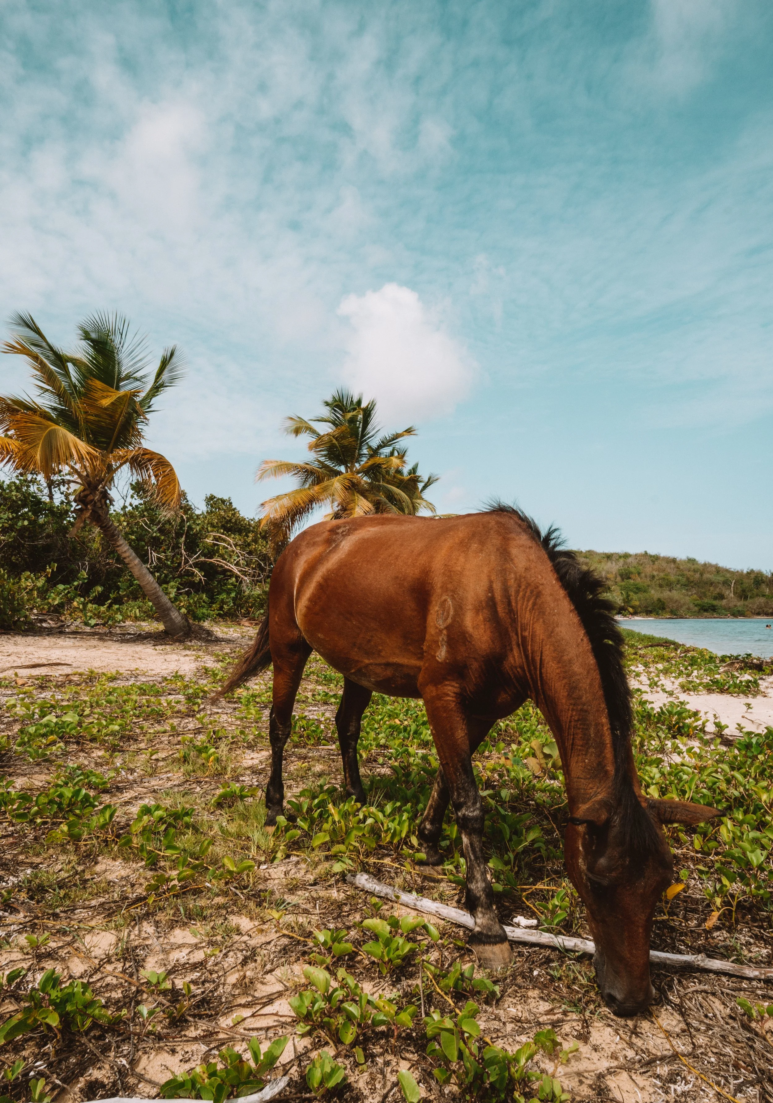 TDC x Vieques x Finca Victoria (250 of 261).jpg