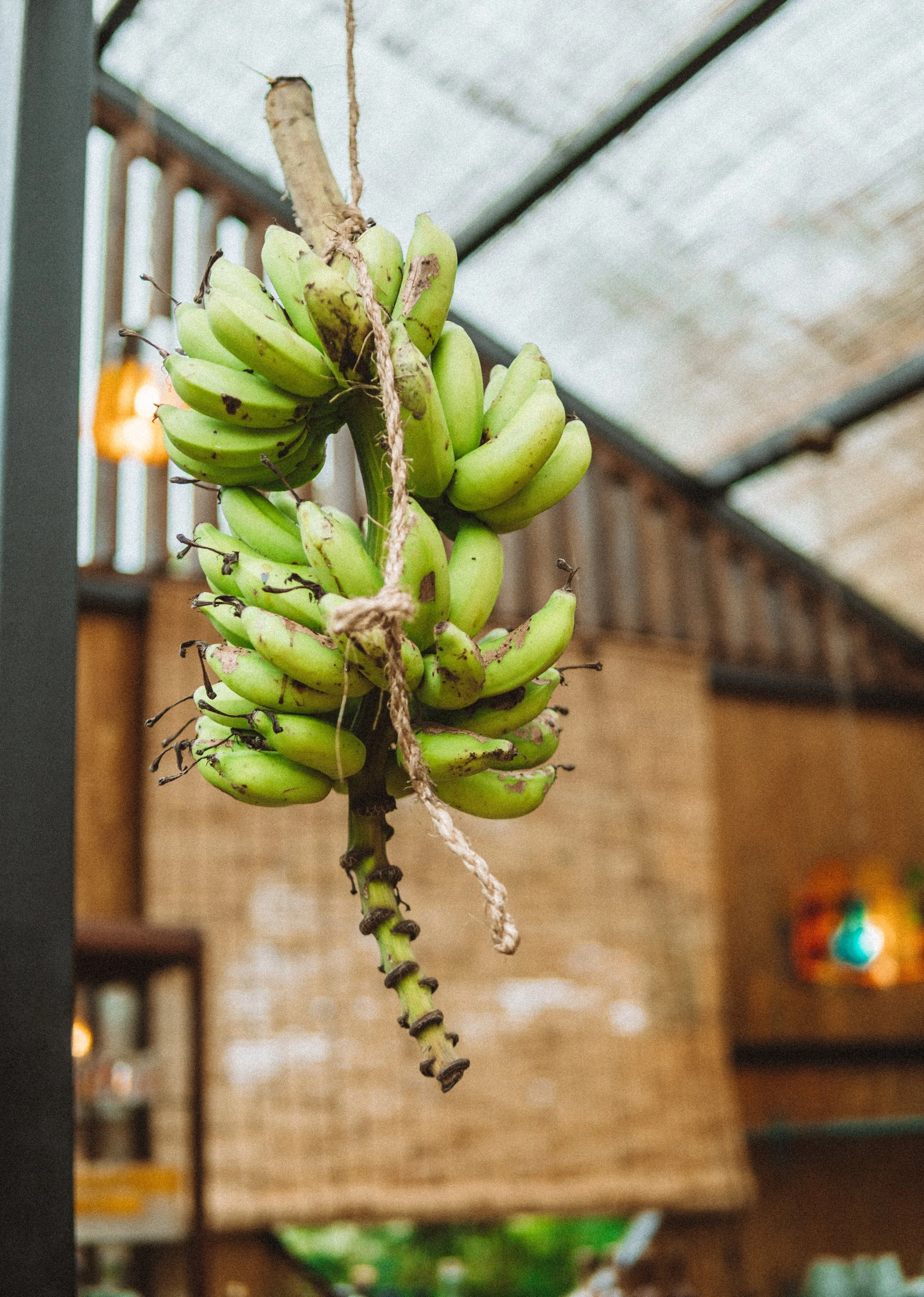 TDC x Vieques x Finca Victoria (22 of 261).jpg