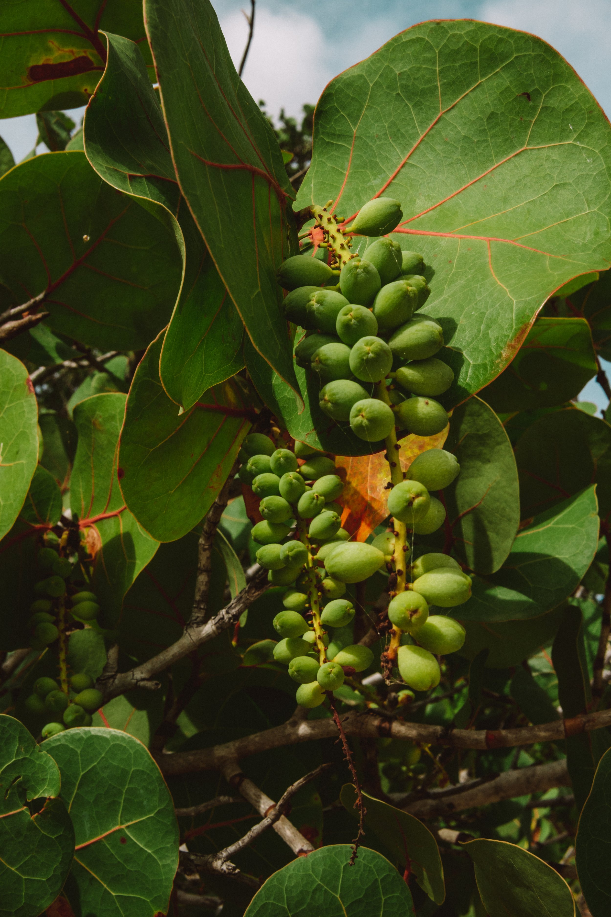 TDC x Vieques x Finca Victoria (253 of 261).jpg