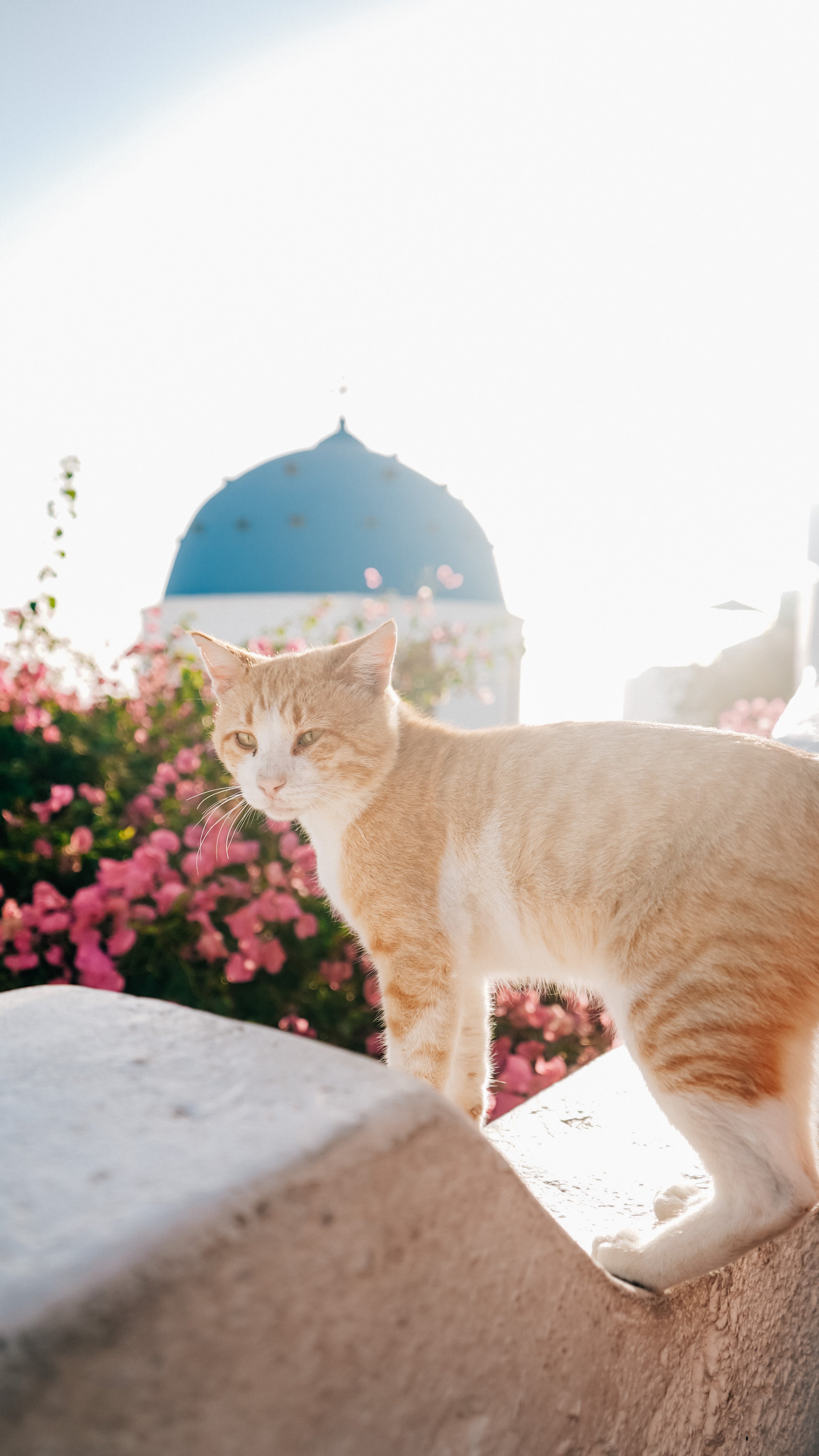 Santorini - VacayCrewTravel - Shotbynesha-071.jpg
