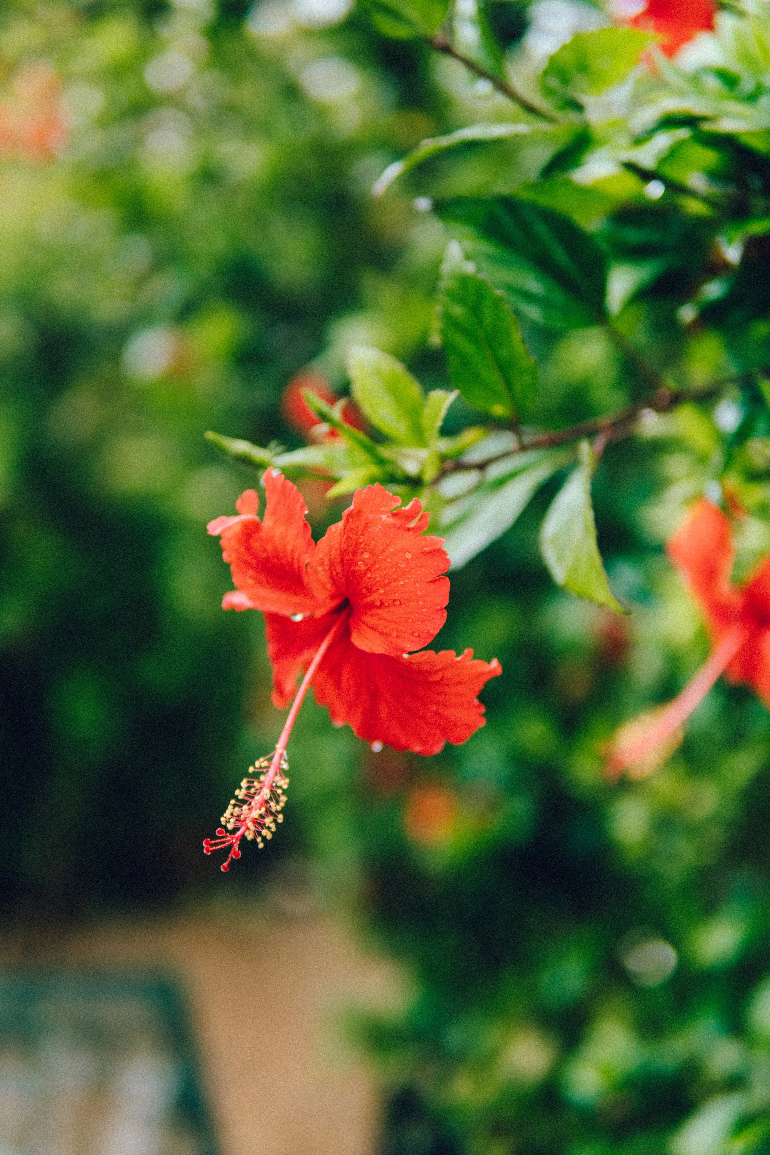 TDC x Vieques x Finca Victoria (9 of 261).jpg