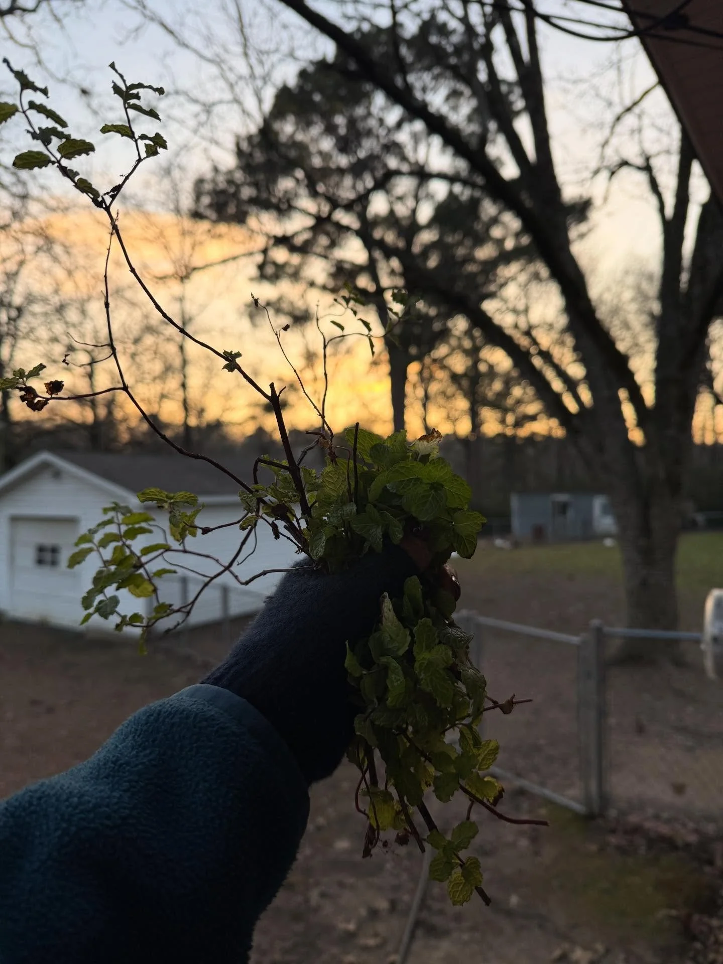 brb, adding &ldquo;pausing work to gather herbs because the sun is finally out&rdquo; 

to the list of reasons I love running my own business ☑️☑️☑️