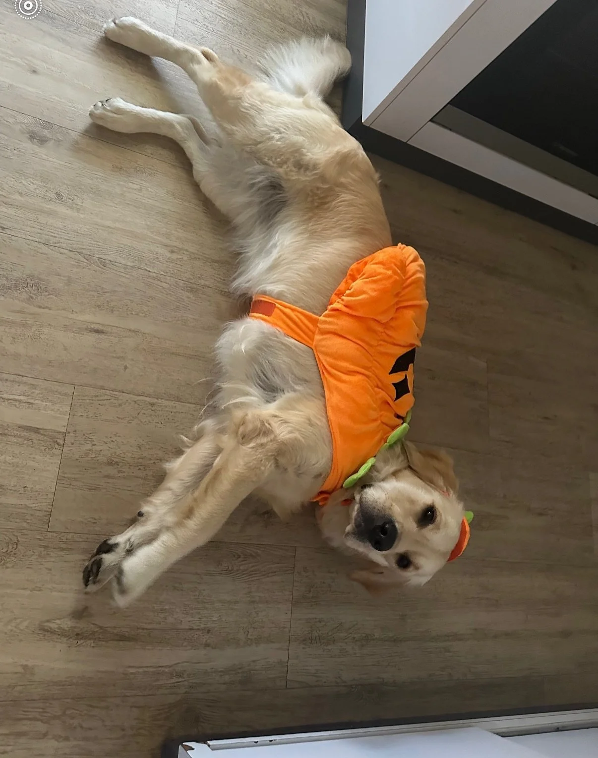 Paris does love dress ups! #hallowen #mackay #goldenretriever #goldenretrievers #dogslife #dressup
