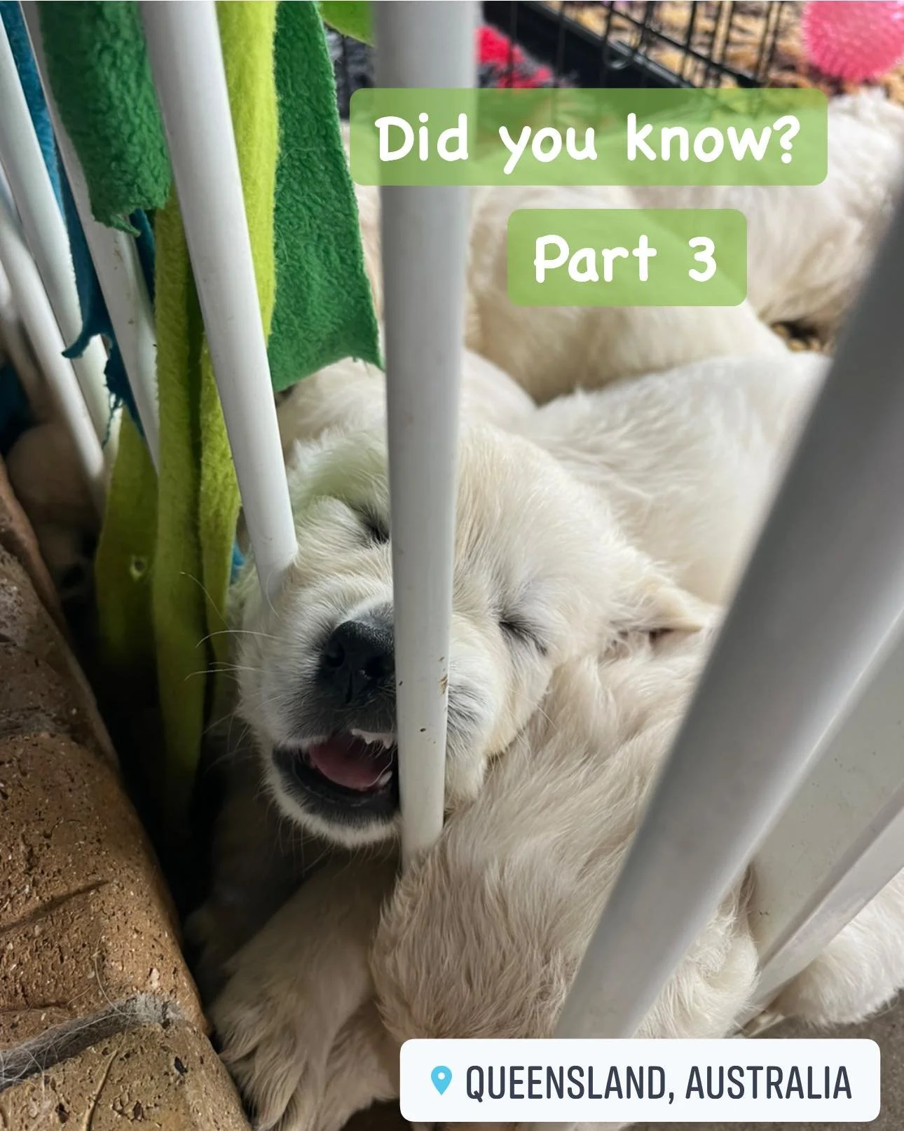 Humans are social animals, and dogs offer unconditional acceptance.  #puppiesofinsta #puppiesofinstagram #puppies #puppydog #puppy #puppylife #goldenretriever #acceptance