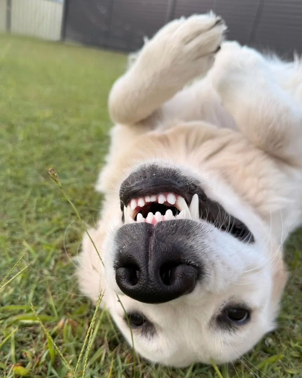 Happy Sunday from Isla!  #goldenretriever #goldenretrievers #doglifestagram #puppylife #mansbestfriend #pedigree #bestfriendship