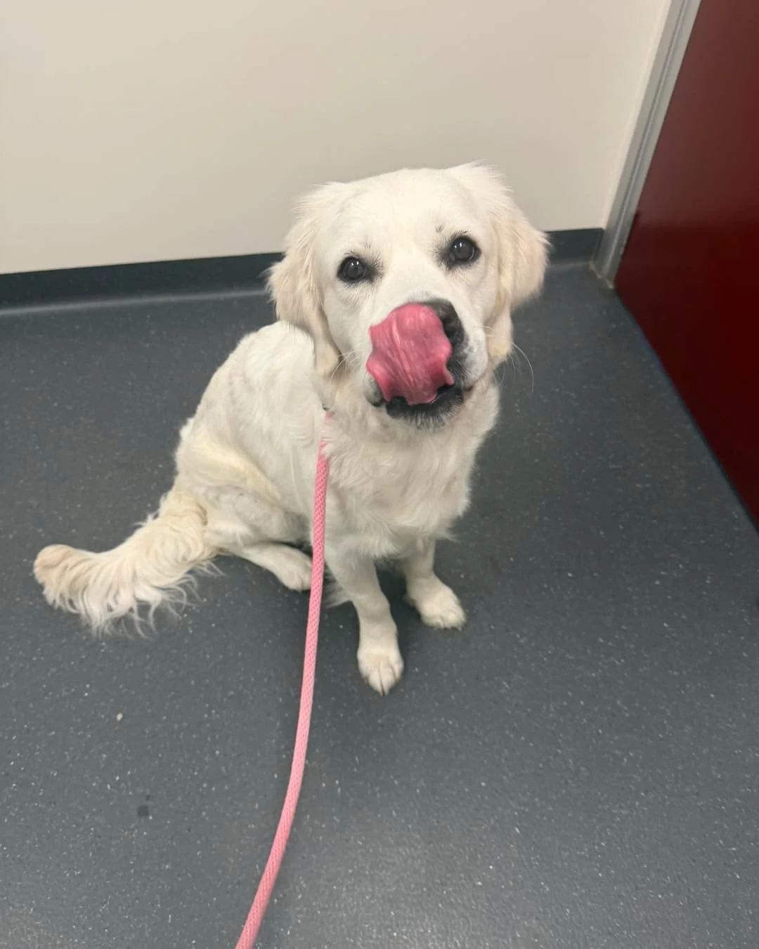 Give me your Best Tongue out Tuesday pic 👅. ✨River✨  #puppiesofinstagram #puppydog #doglifestagram #goldenretriever #tongueouttuesdays #doglife