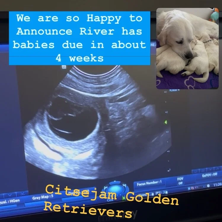 We are so Happy to Announce River is expecting in about 4 weeks.