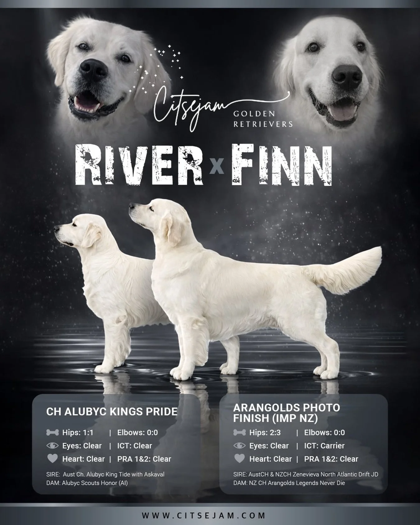 We are Super excited River &amp; Finn&rsquo;s Litter are 5 days now :) Due to change in circumstances I have a couple of girls available to the right homes. Application: www.citsejam.com/puppies #goldenretrievers #puppies #mackay #townsville #cairns