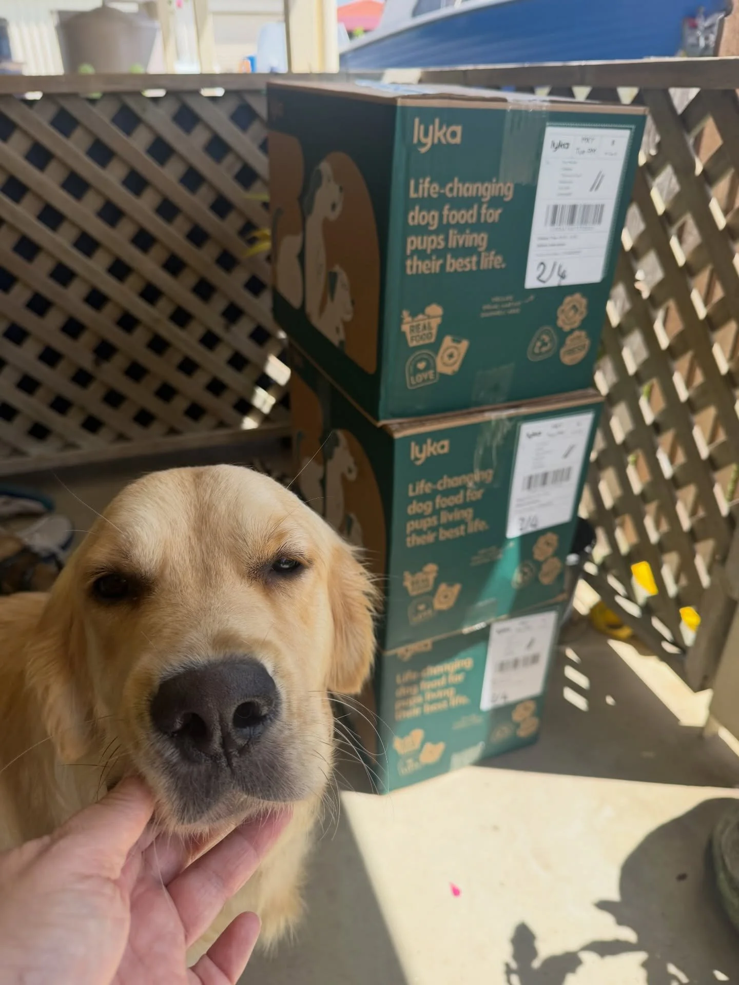 We are Proud to be Partnered with Lyka as 
Nutrition is at the heart of our dog&rsquo;s health. It is also a crucial part of our Puppy Program with so many added benefits. Paris not wanting a photo but to dig into the Lyka straight away. 😂
That&rsqu