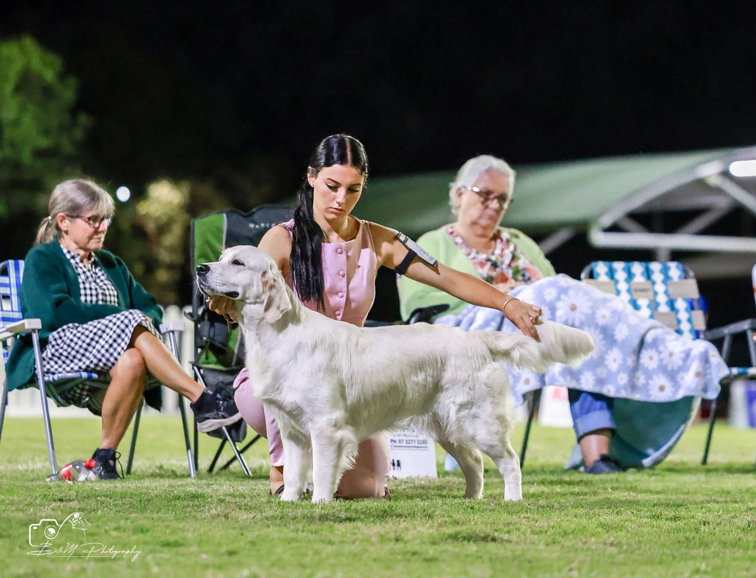 Miss Isla is now Officially known as Australian Champion Citsejam Midnight New Dawn. So Proud of our Team #goldenretriever #australianchampion #bestfriend #doglife #pedigree