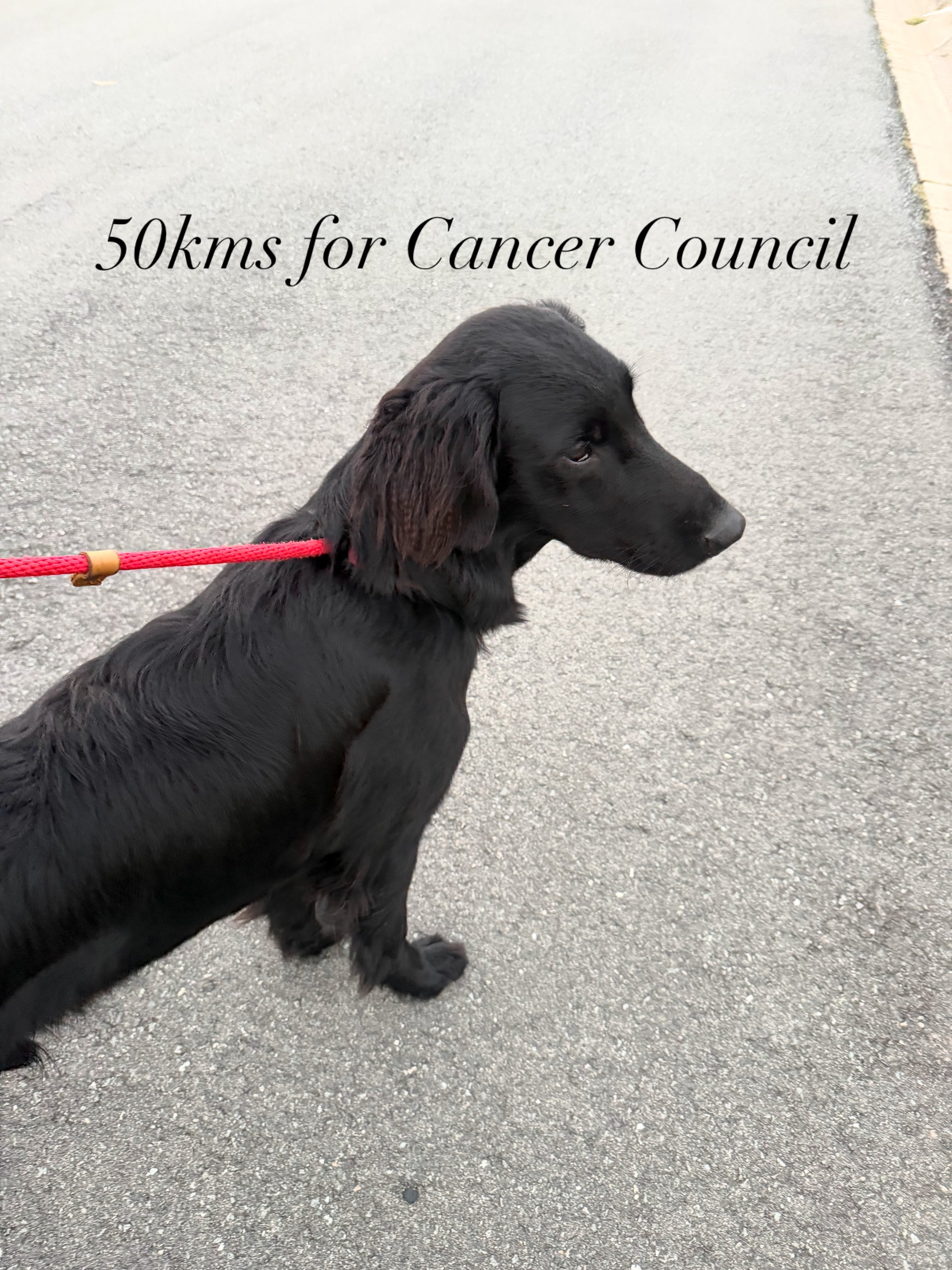 50kms for Cancer Council.  If you are in a position too Please sponsor me and support my efforts to give back and help those living with cancer. Your donation will help Cancer Council fund life-saving research, prevention programs and support service