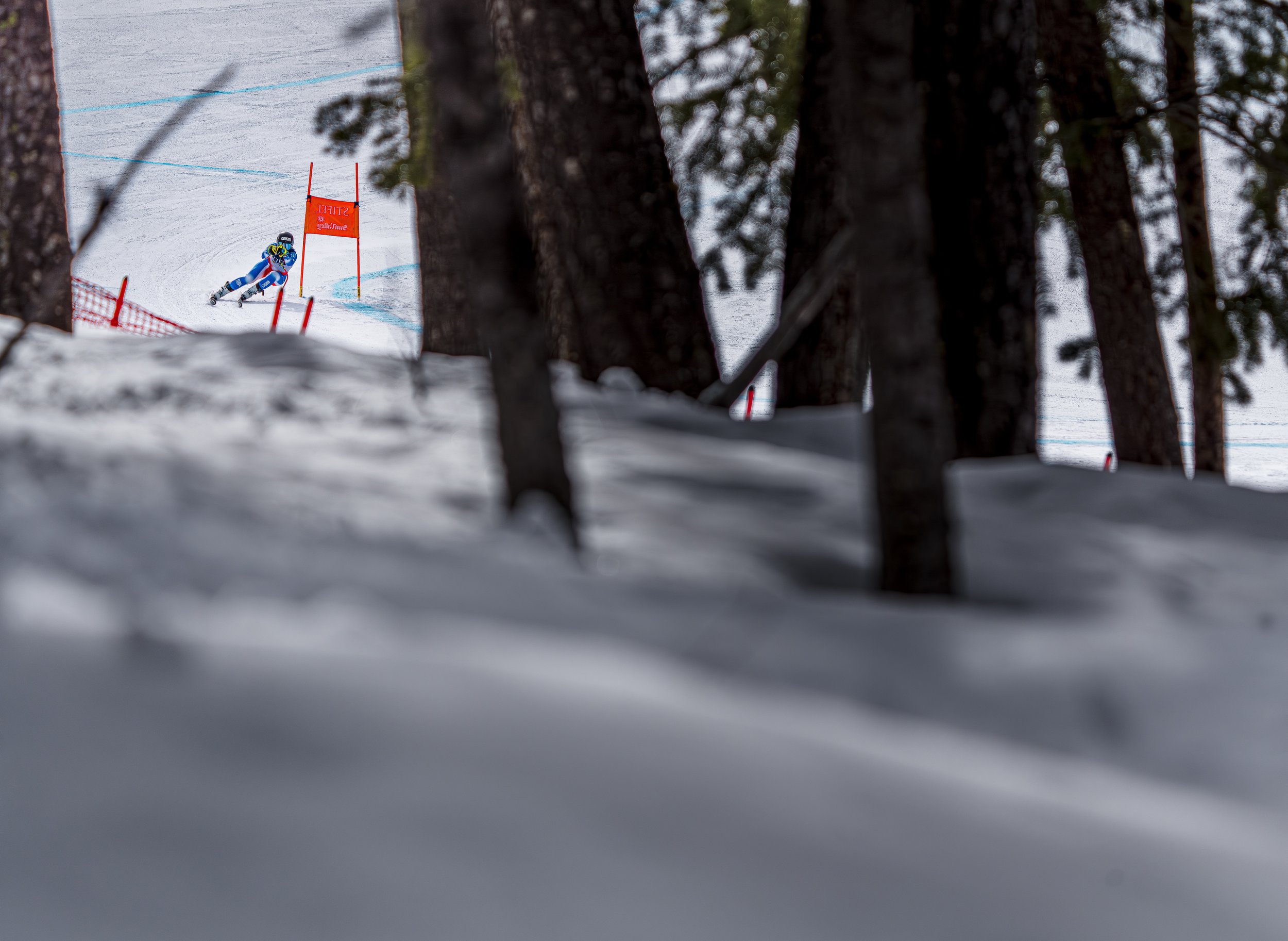 World Cup Finals trees.jpeg