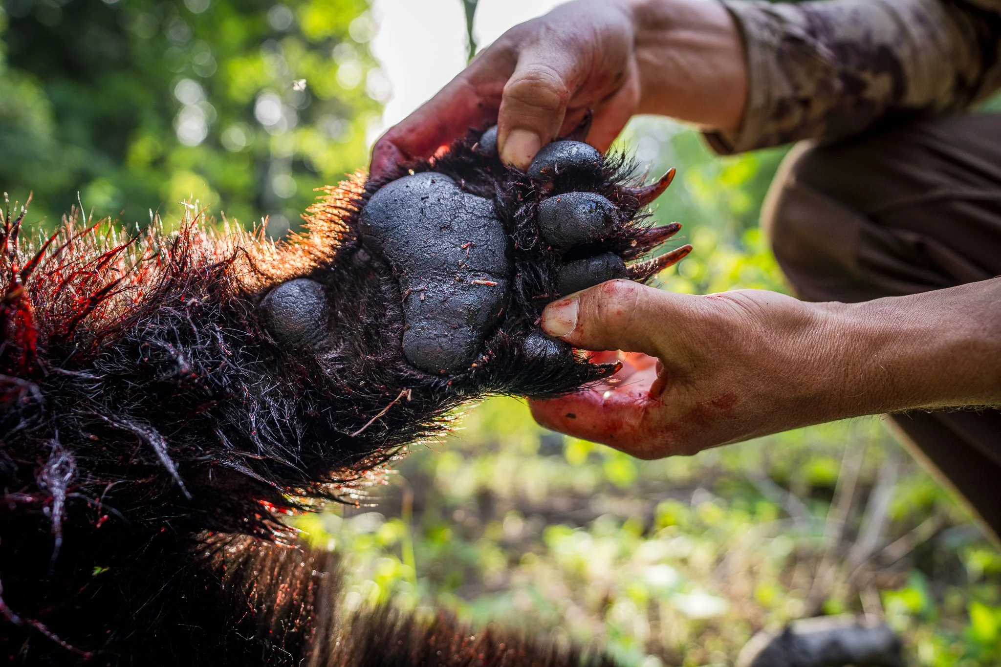 Keith Bear Hunt small-13.jpg