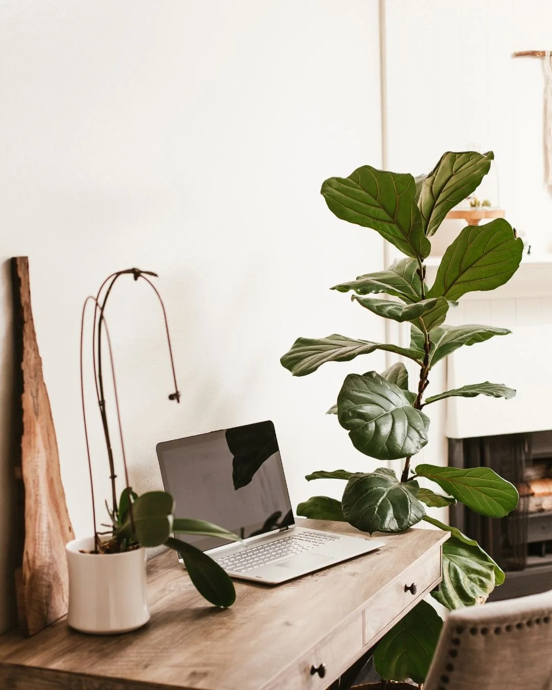 Bright, minimal design workspace with a laptop on a wooden desk beside a fiddle leaf fig plant