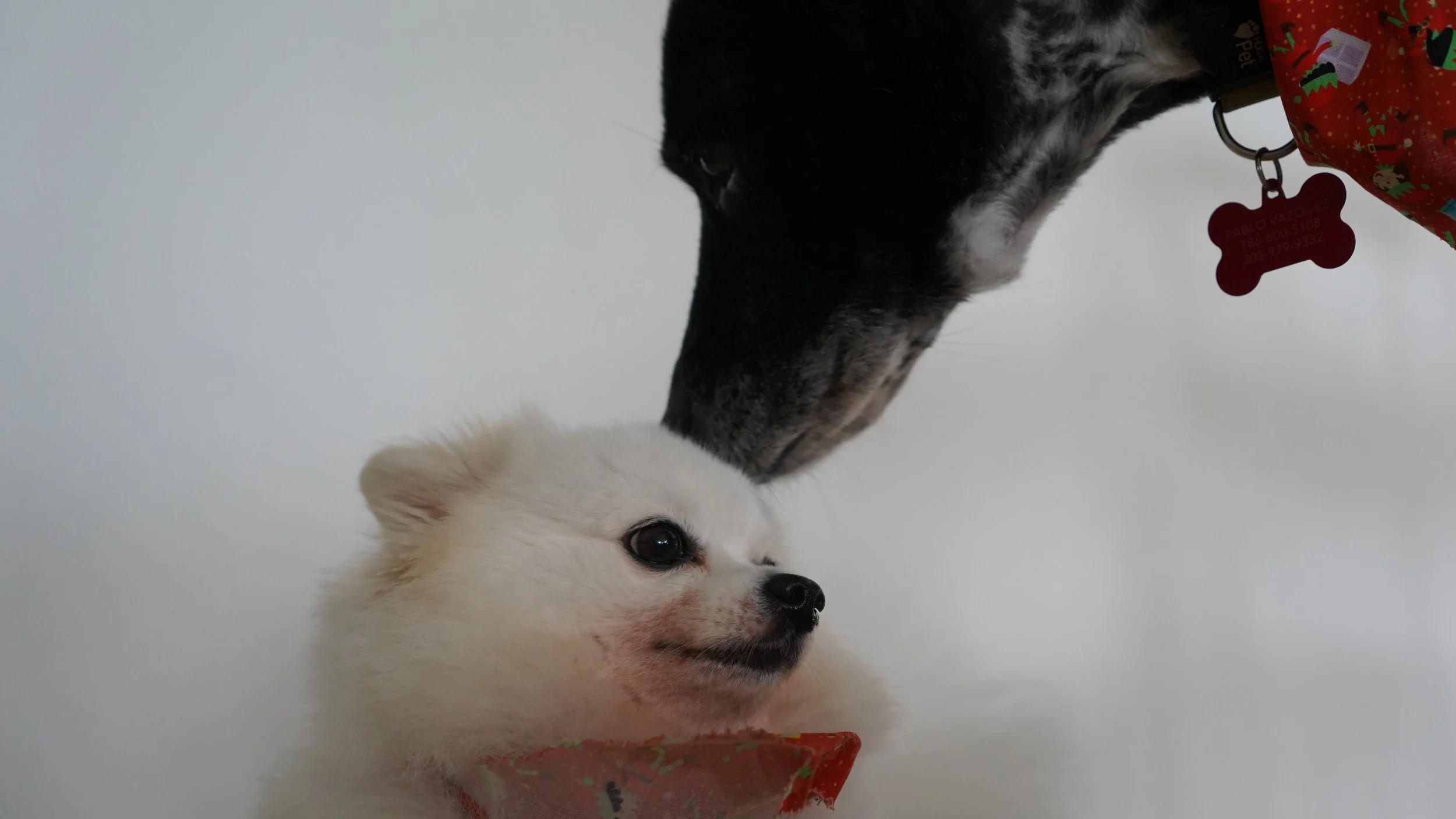 Fluffy dogs in bed and breakfast