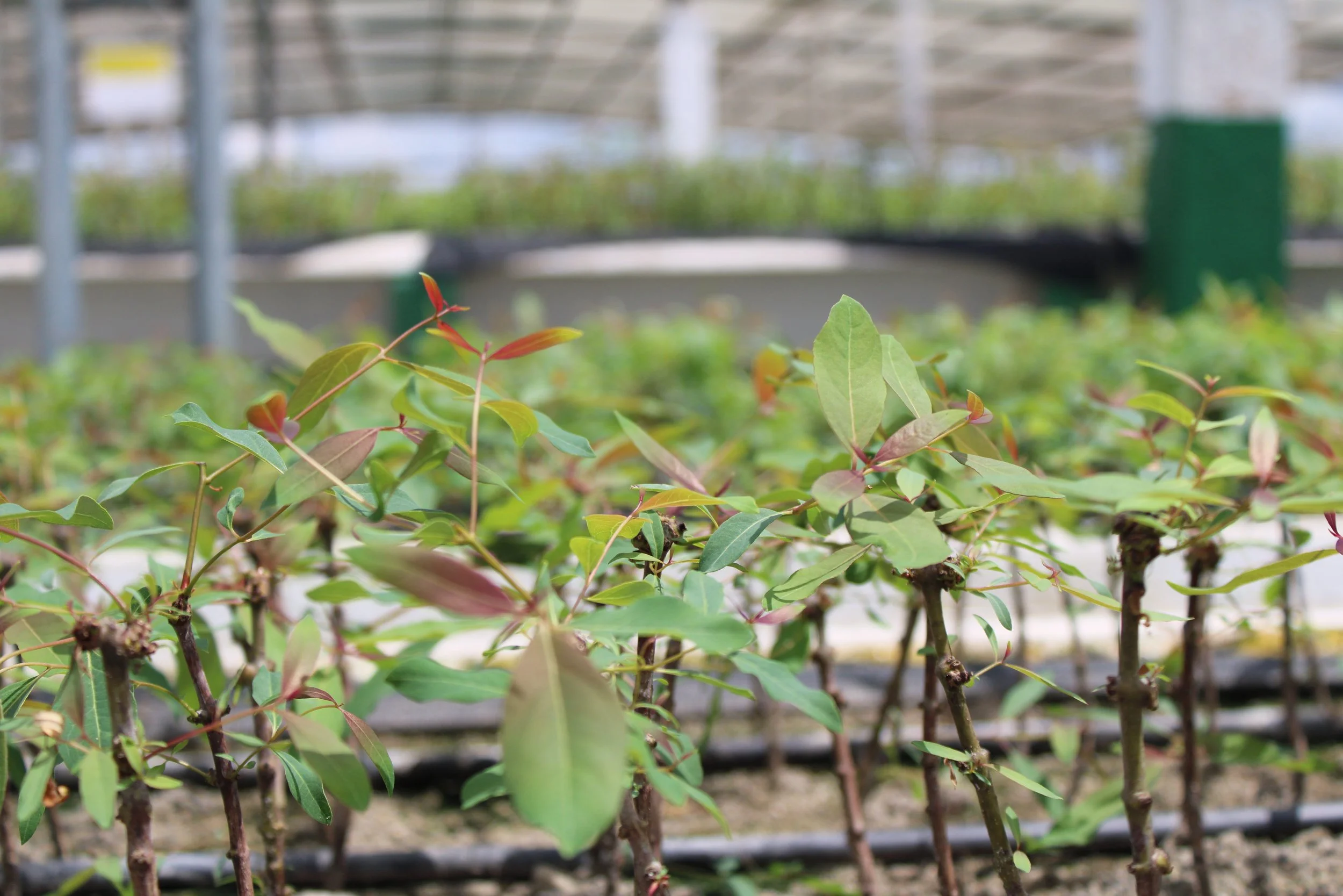 Novopan dona más de 33 mil plantas a la comunidad de Pachijal