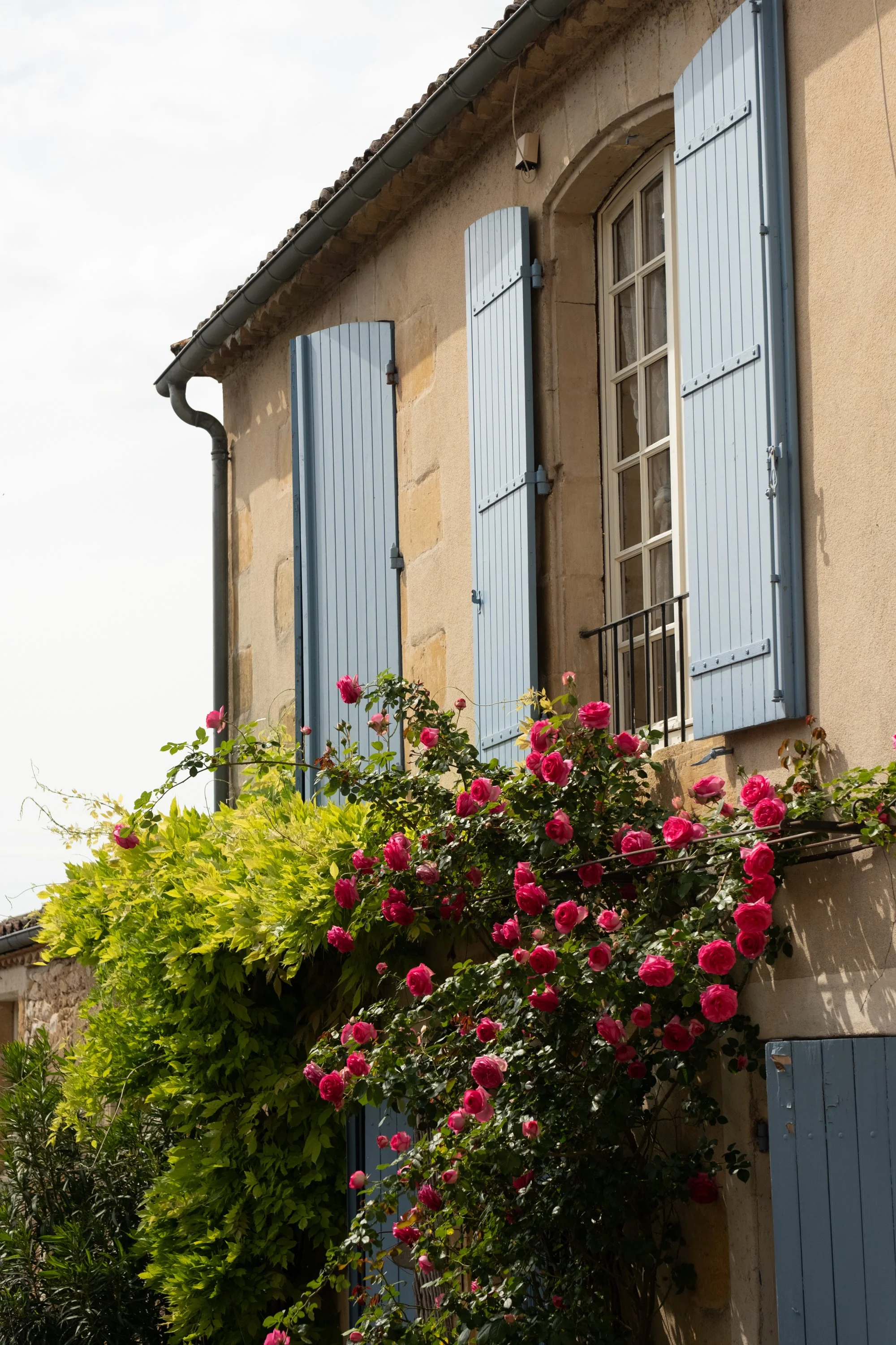 Roses of France 