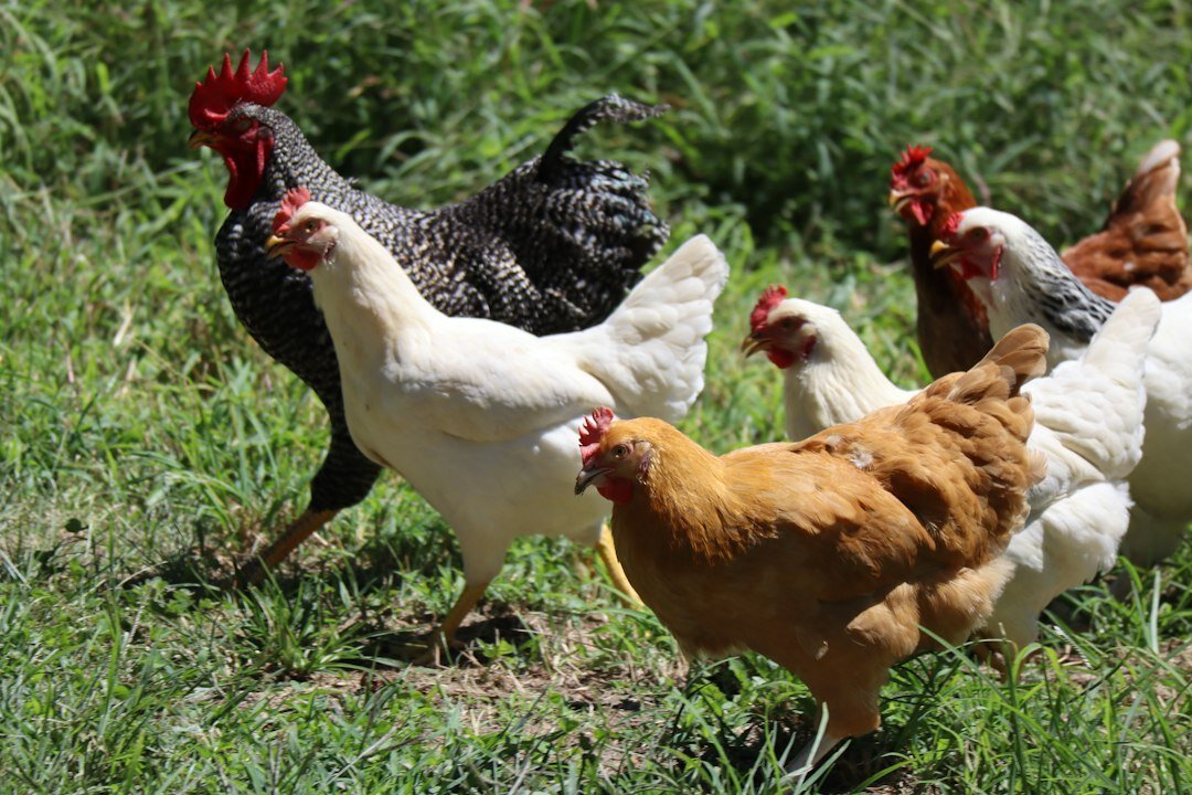 chooks.jpeg