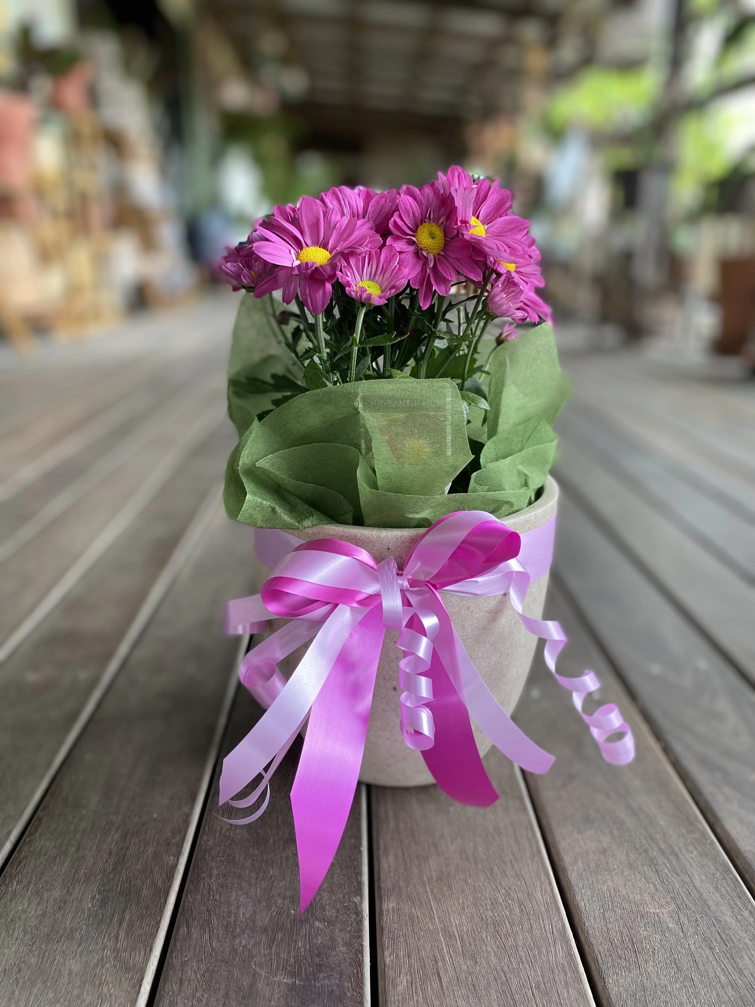 Mothers Day plant.jpg