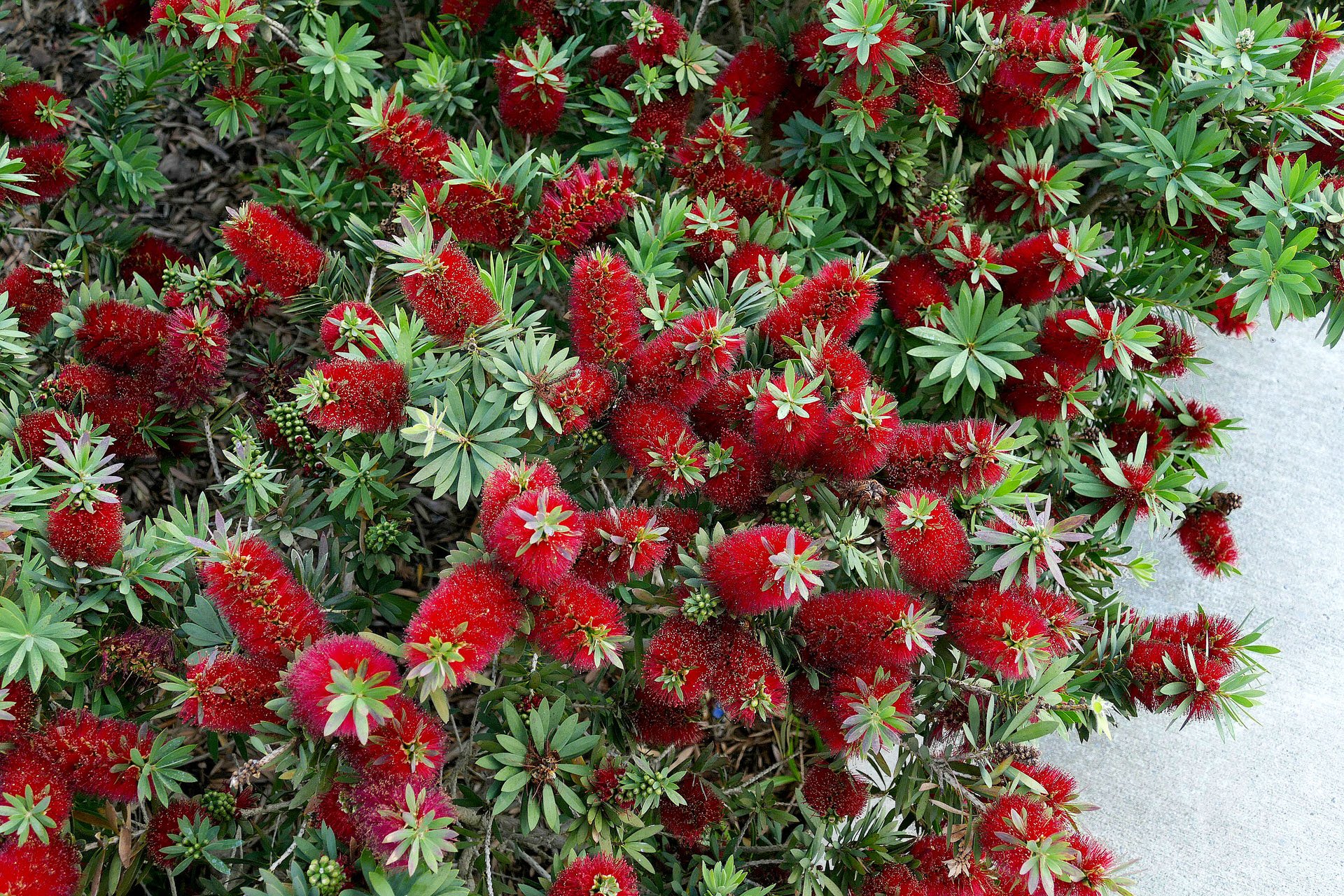 callistemon-little-john_4.jpg