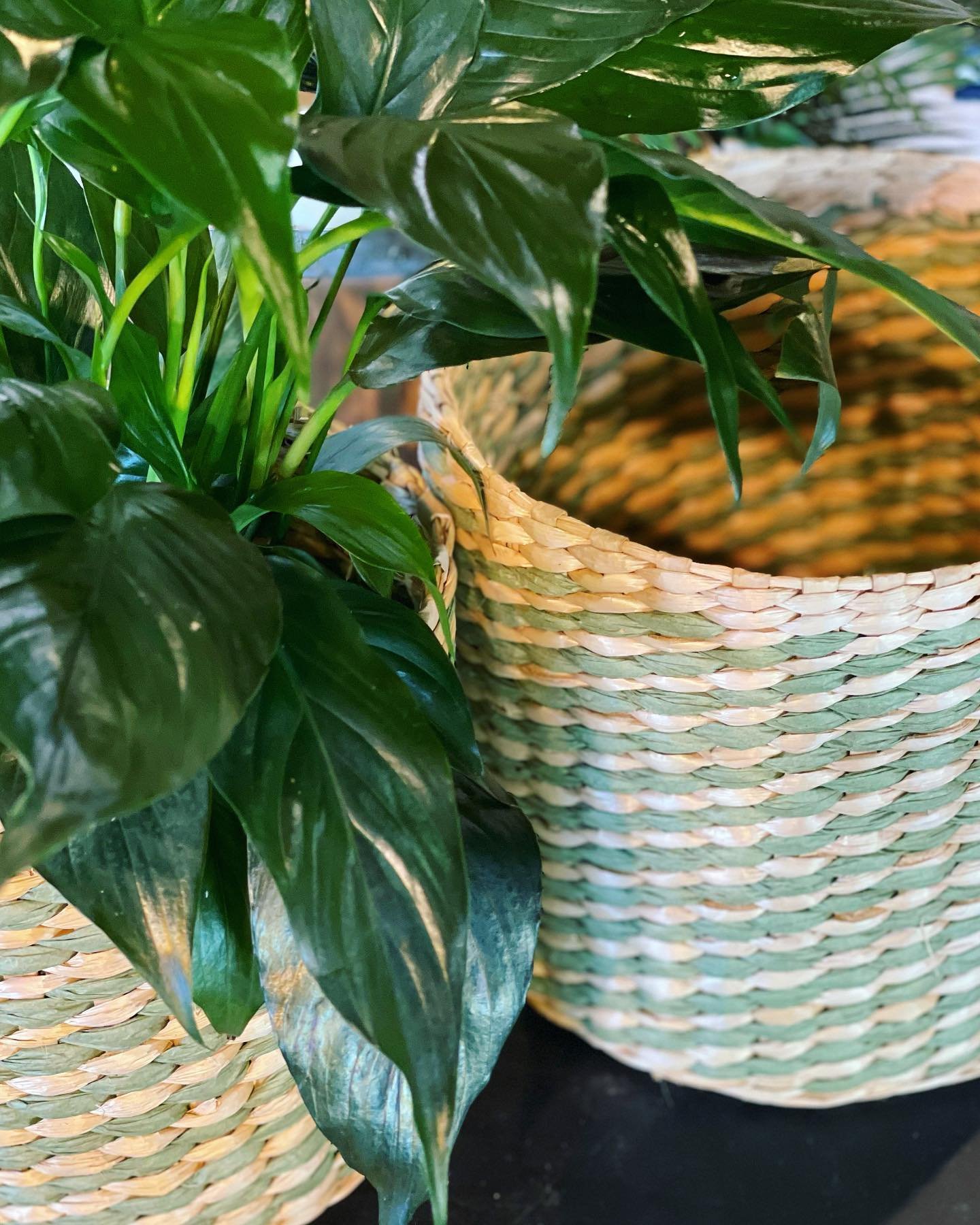 green_baskets371310896_715159657291939_7250269234558232171_n.jpg