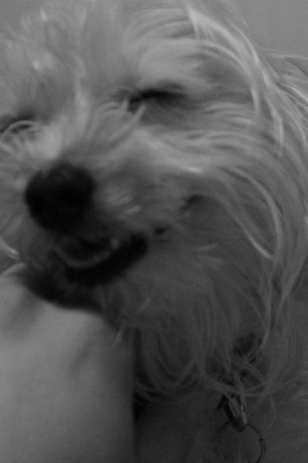 A close-up of a small dog with long, flowing fur, possibly a West Highland White Terrier, with its eyes closed and resting its head on a person's hand.