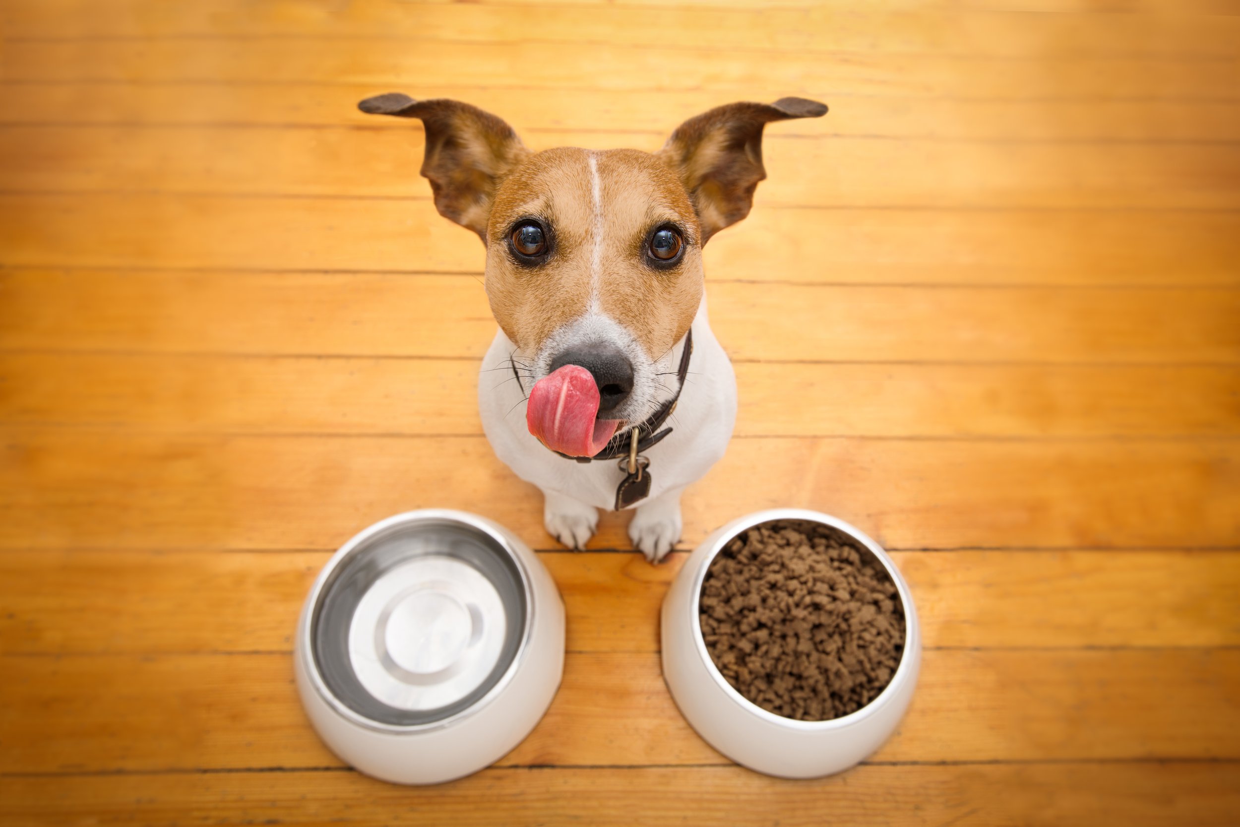 Canine Nutrition