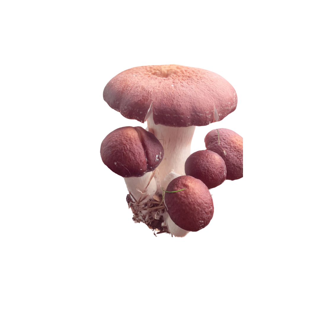 er.png