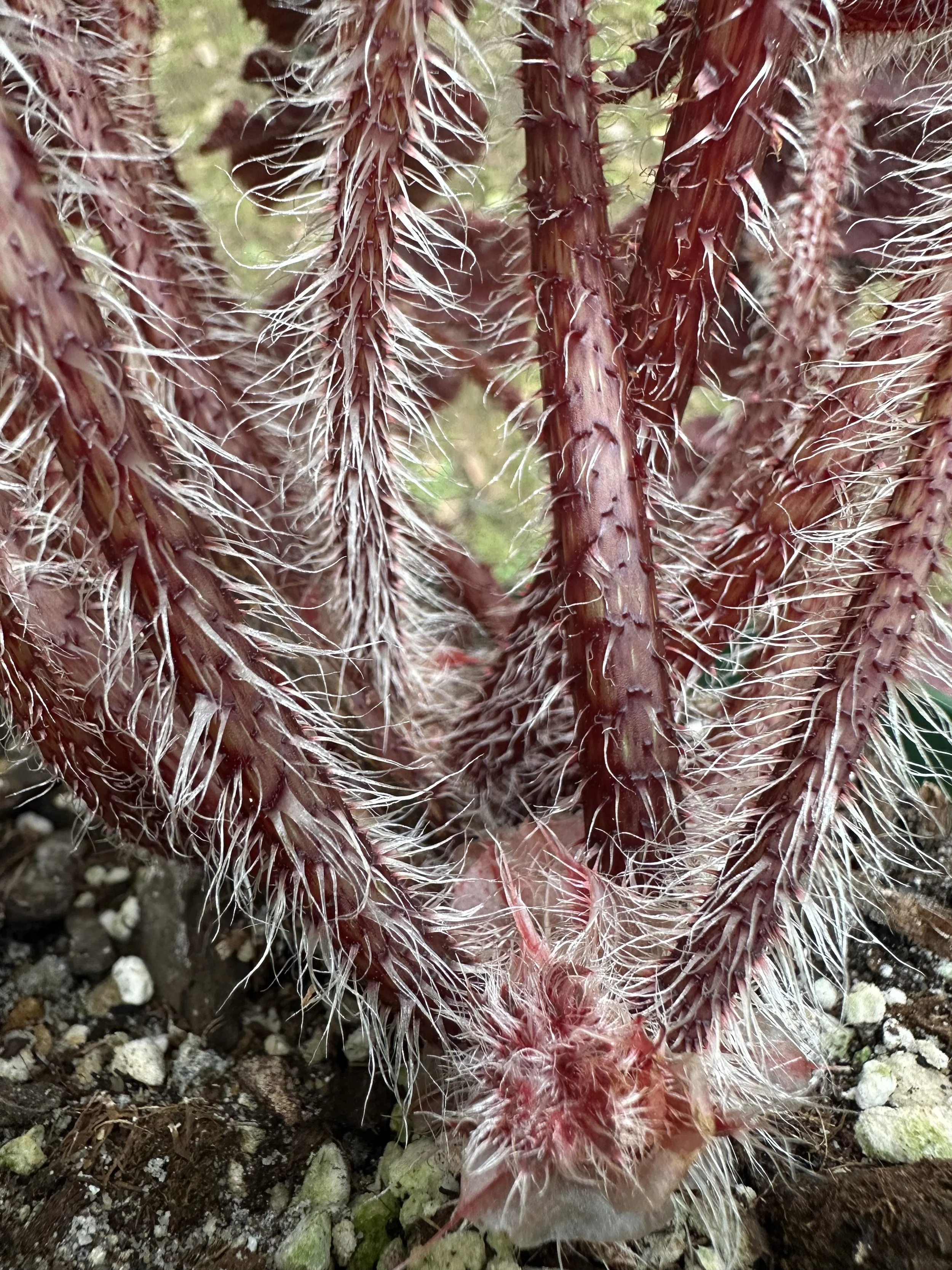 Begonia Bill Morris