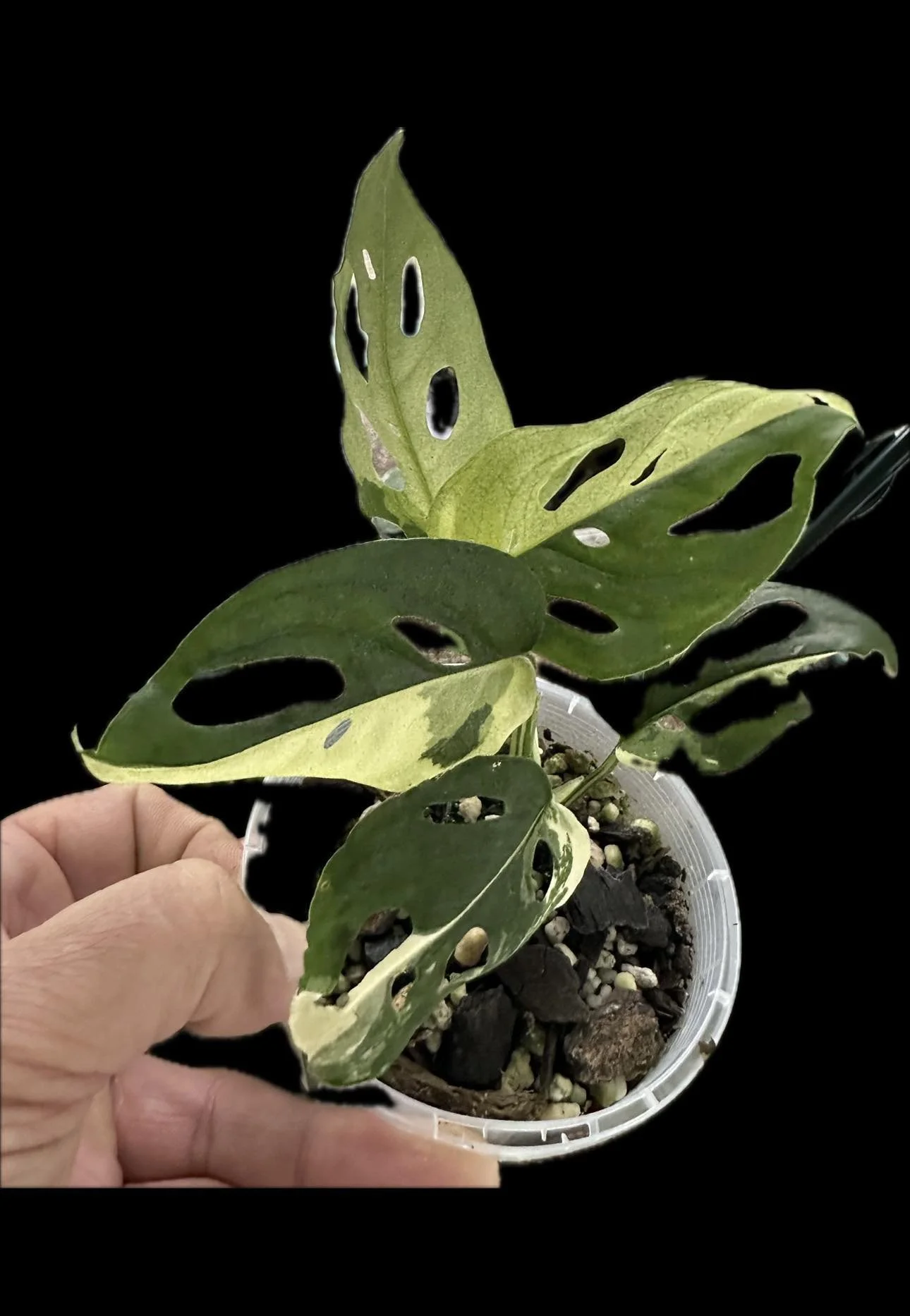 Variegated Monstera Adansonii