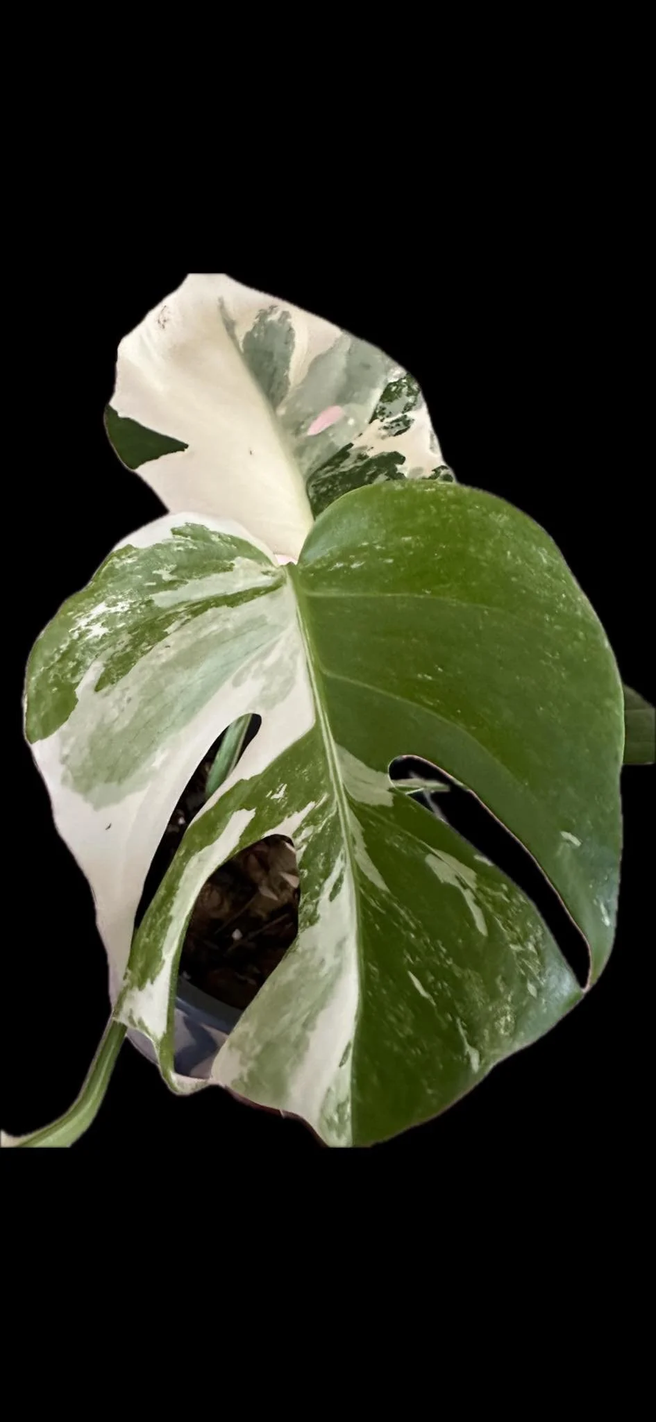 Monstera Albo