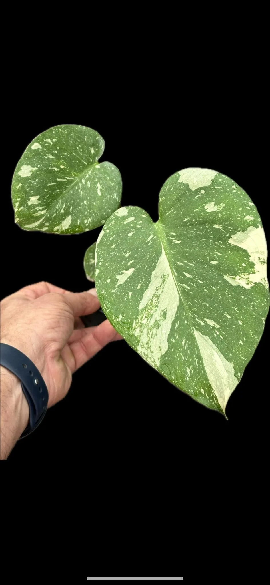 Monstera Thai Constellation