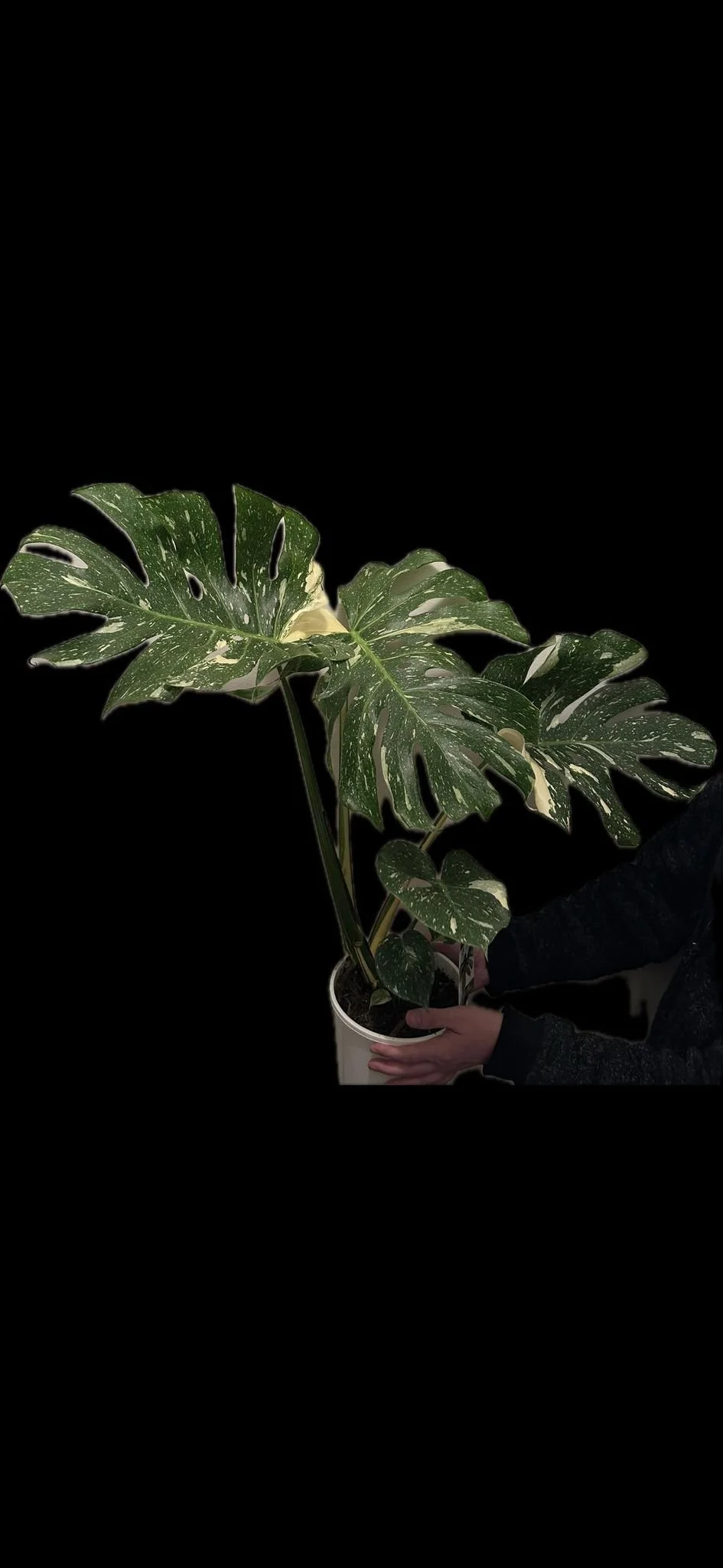 Monstera Thai Constellation