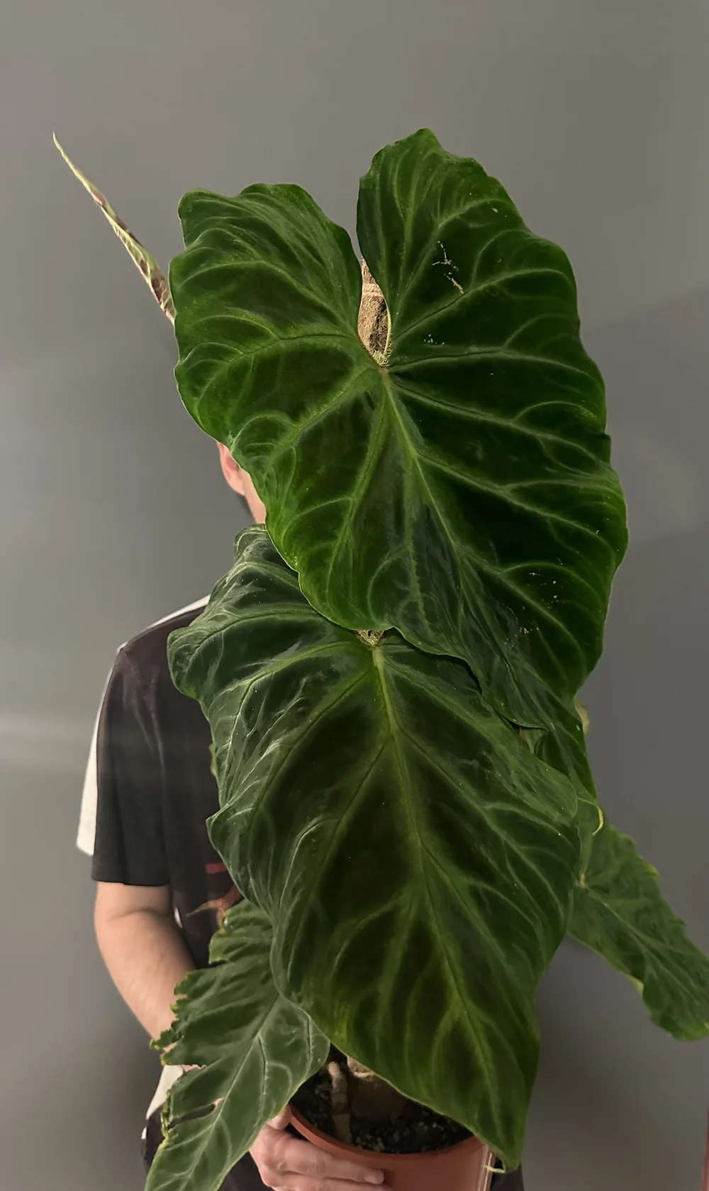 philodendron cardinal Philodendron 'Black Cardinal' main image 0