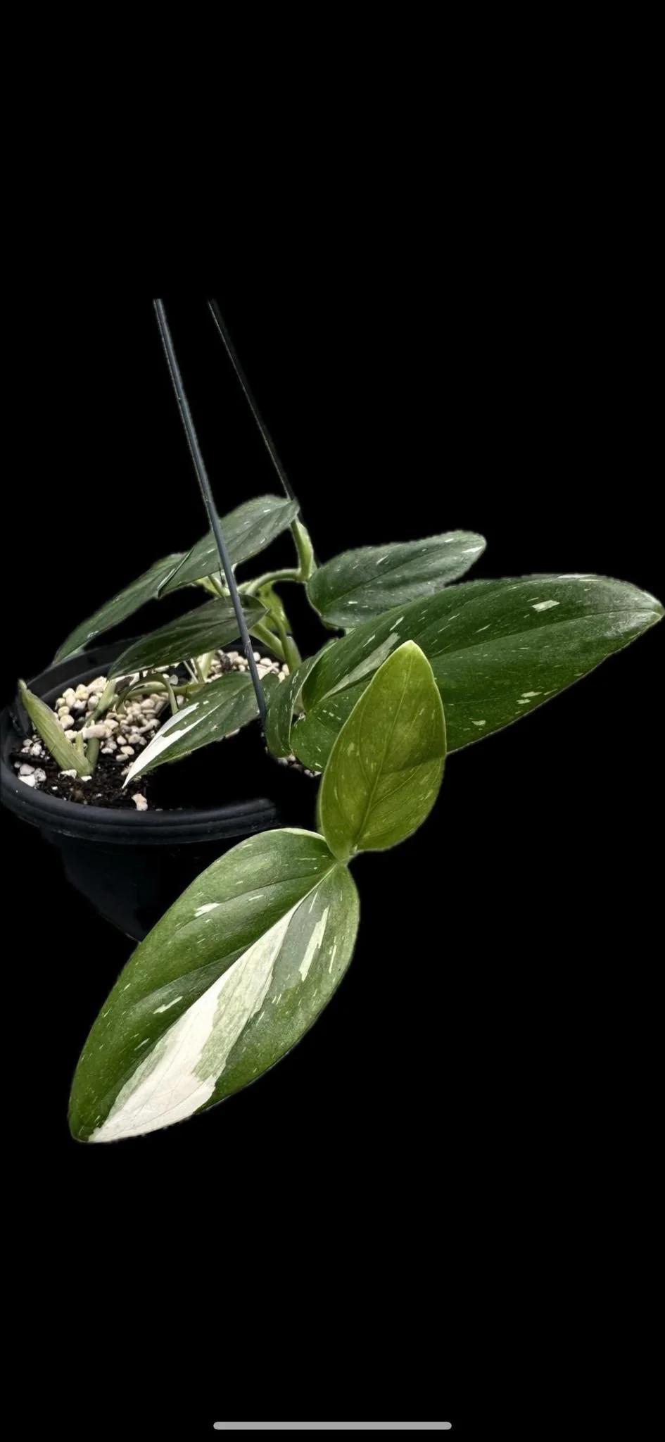 Monstera Stradleyana