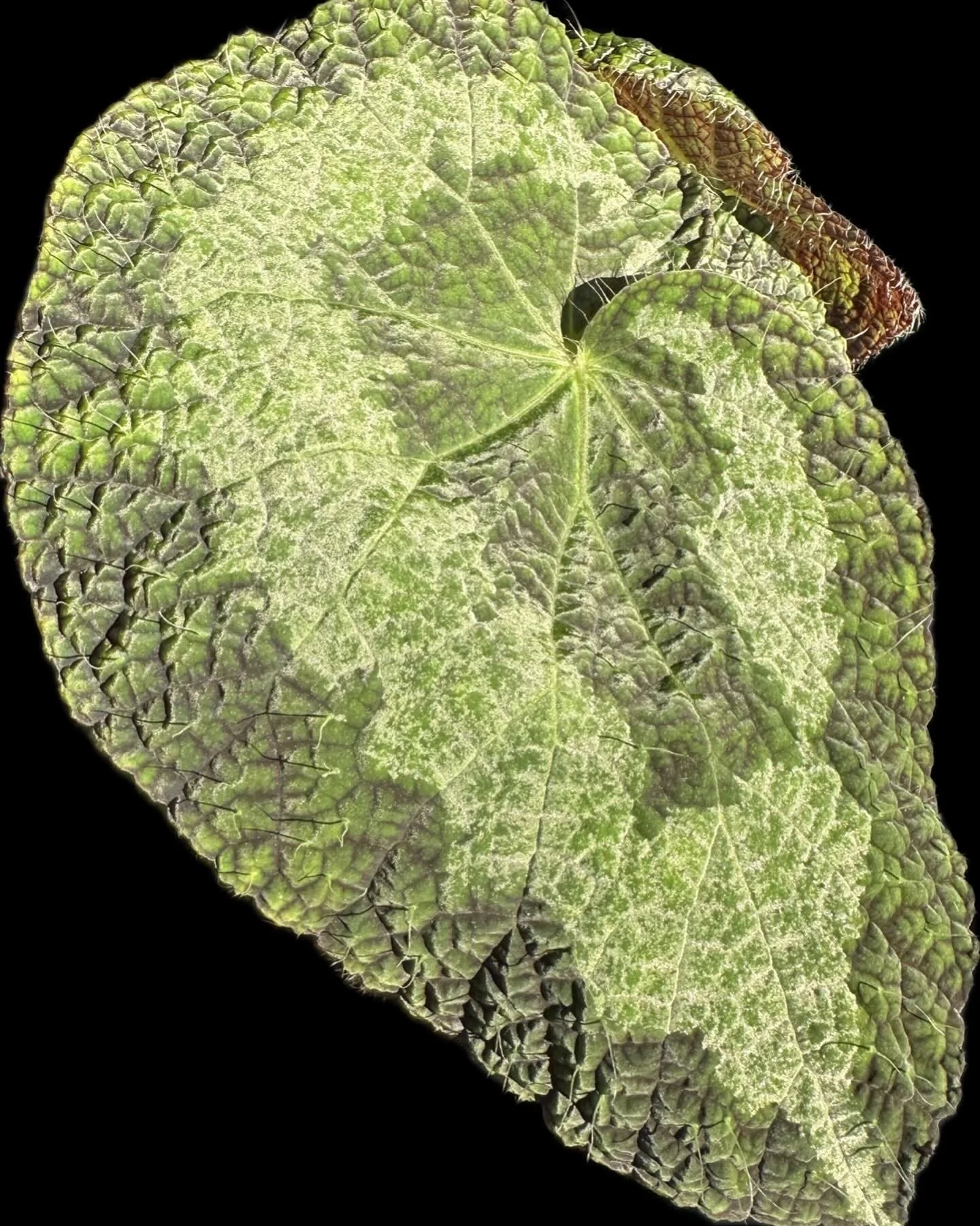 Begonia Sizemoreae